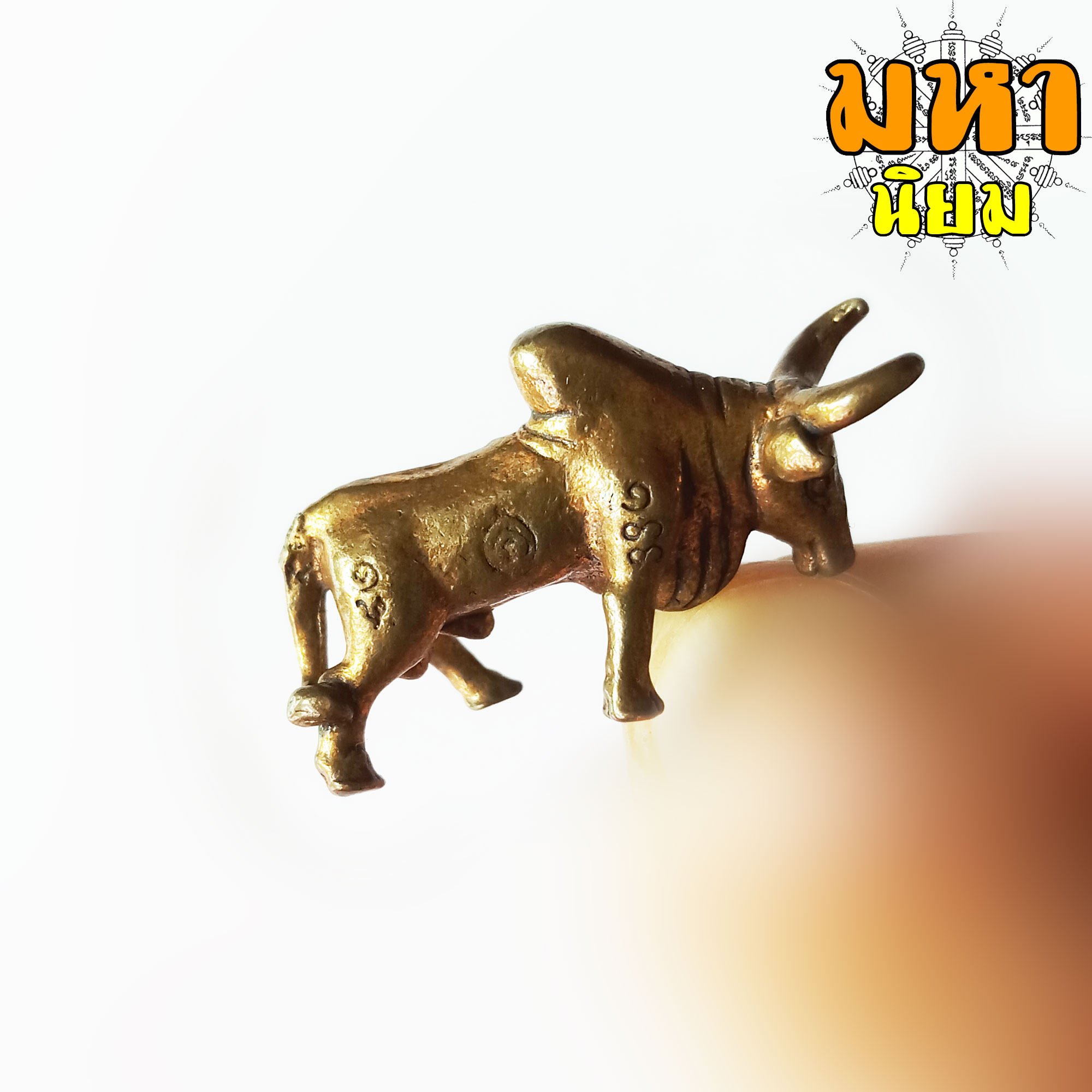 วัวธนู ครูบาดวงดี ยติโก วัดบ้านฟ่อน จ.เชียงใหม่