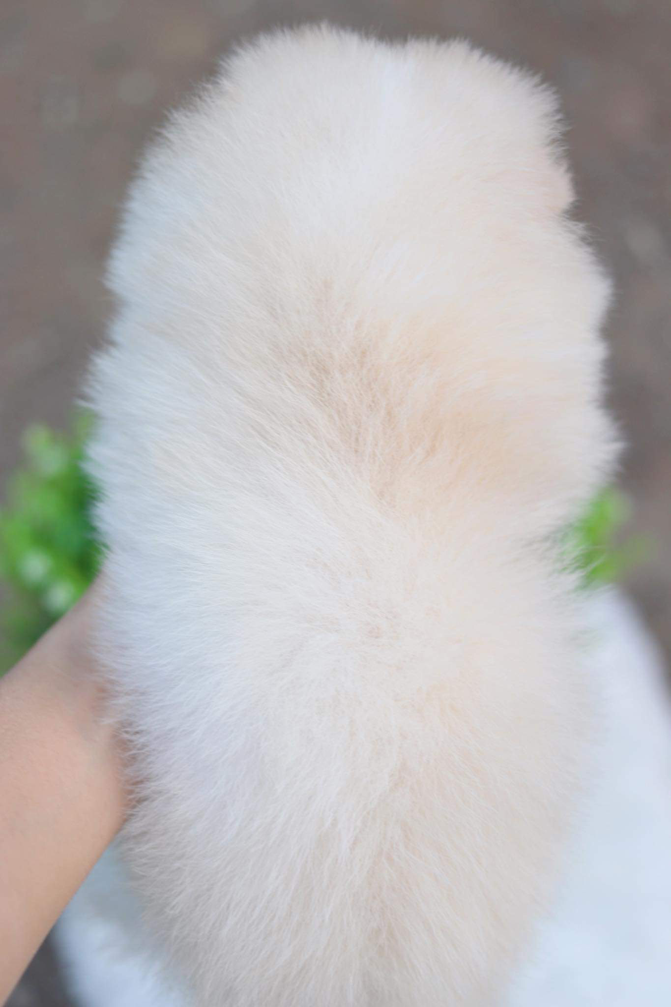 ปอมเมอเรเนียน เพศผู้