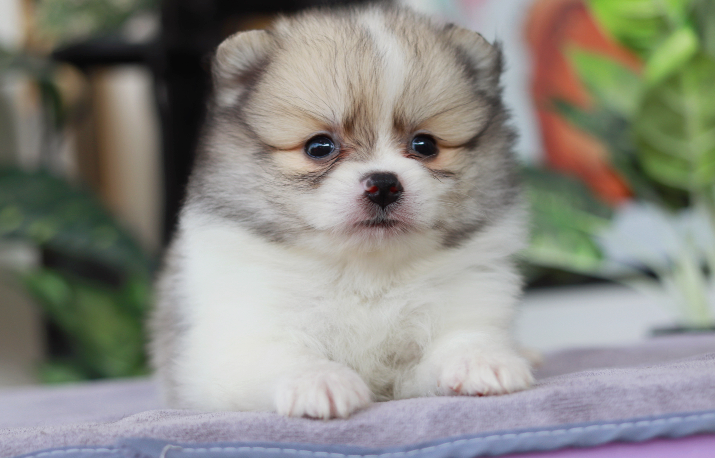 ปอมเมอเรเนียน เพศเมีย