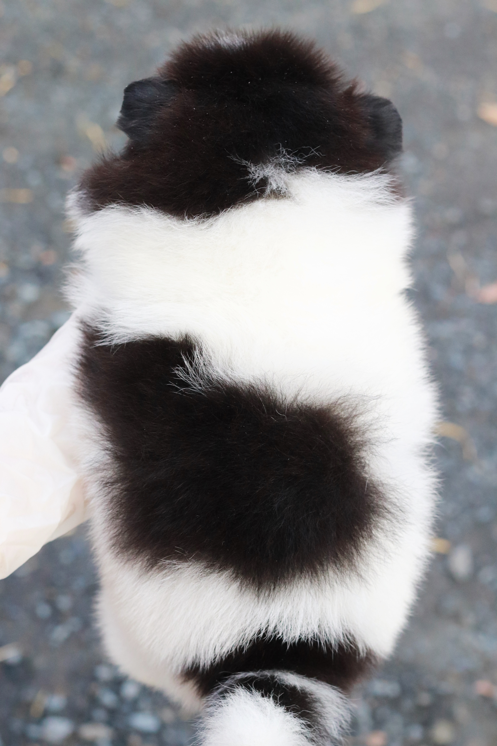 ปอมเมอเรเนียน เพศผู้