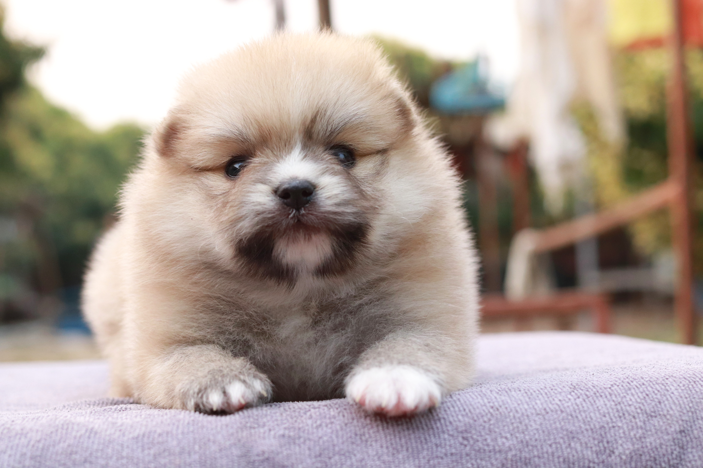 ปอมเมอเรเนียน เพศผู้