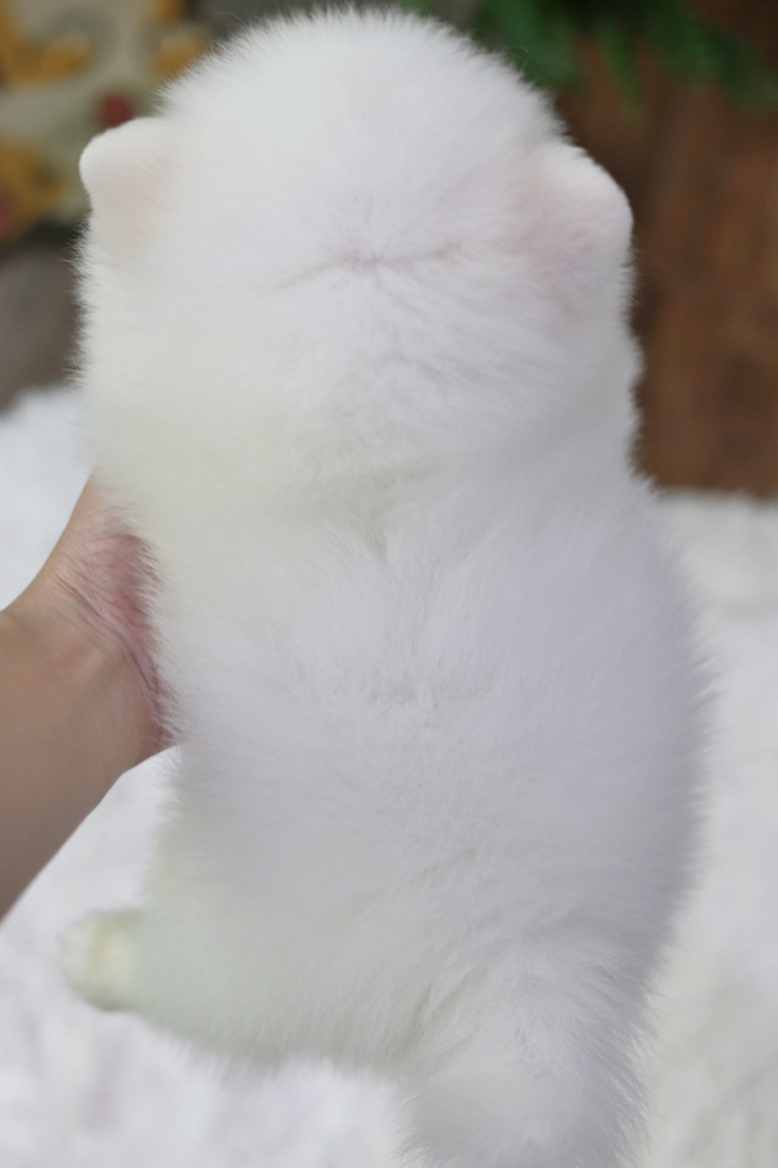 ปอมเมอเรเนียน เพศผู้ สีขาว