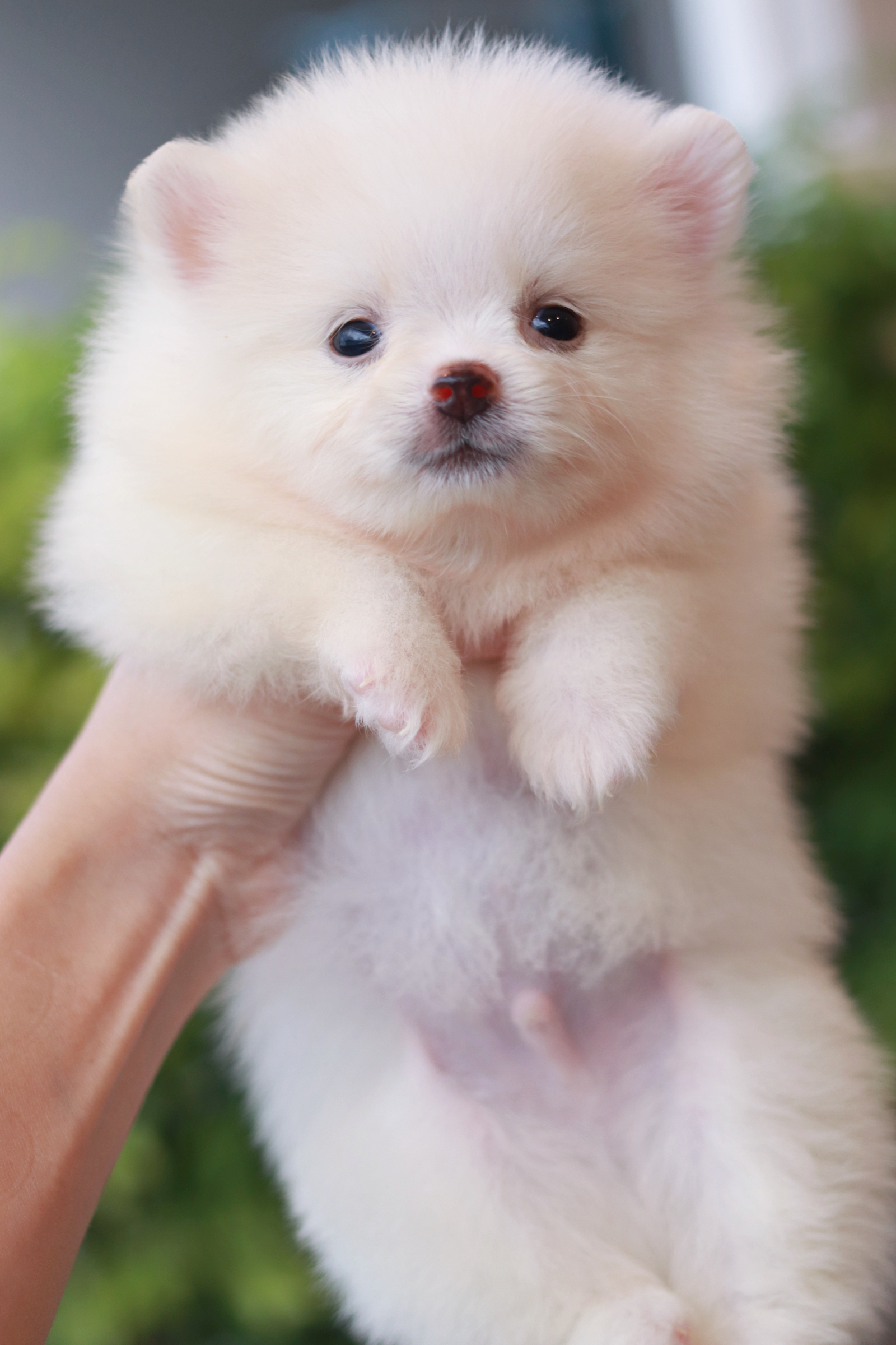 ปอมเมอเรเนียน เพศผู้ หน้าฟ็อก