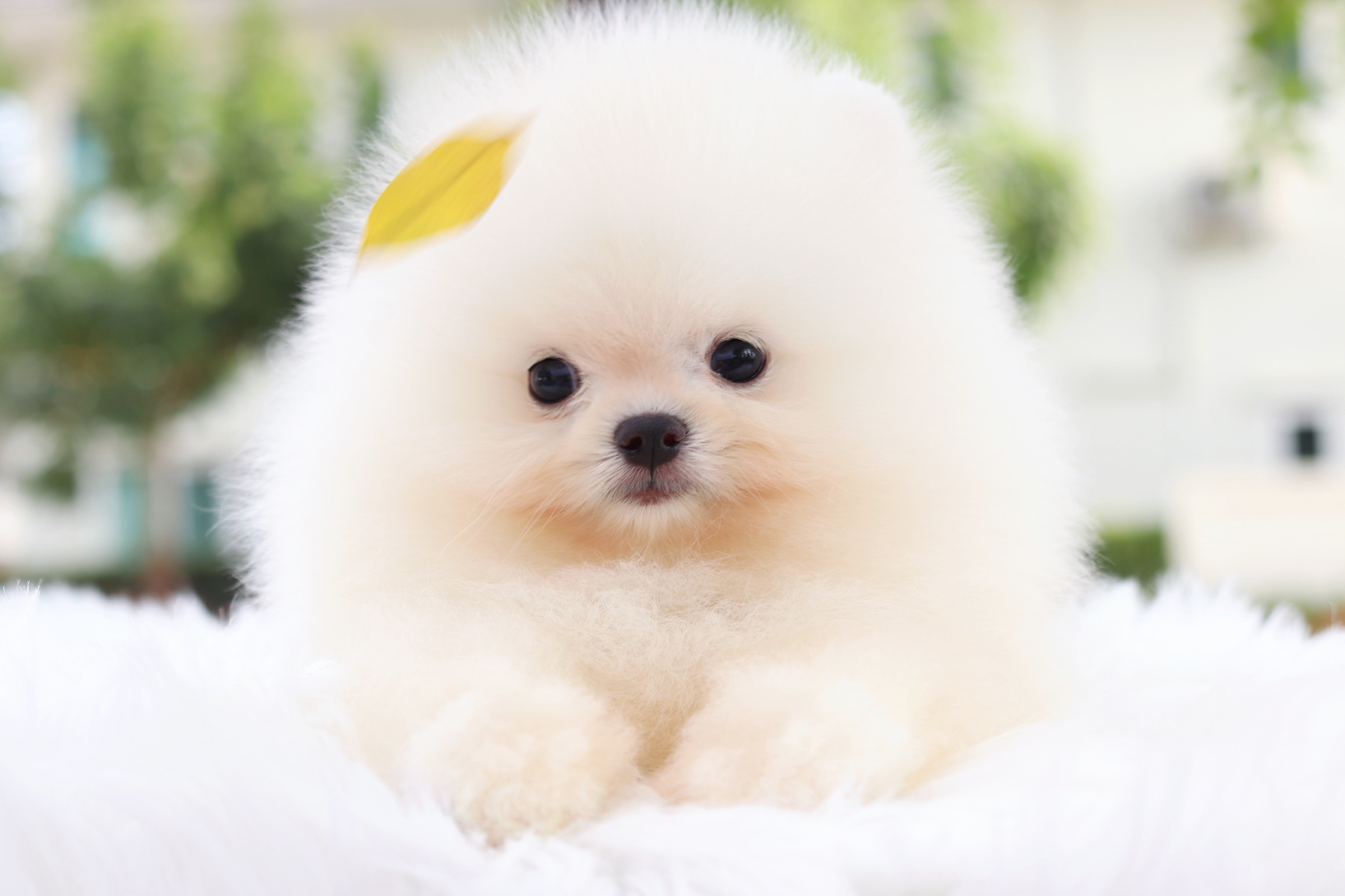 ปอมเมอเรเนียน เพศผู้ สีขาวครีม เกรดโชว์ สายเลือดเกาหลี