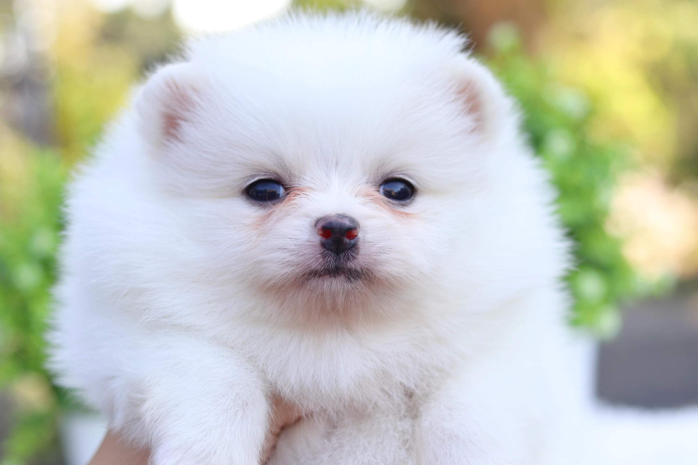 ปอมเมอเรเนียน เพศเมีย