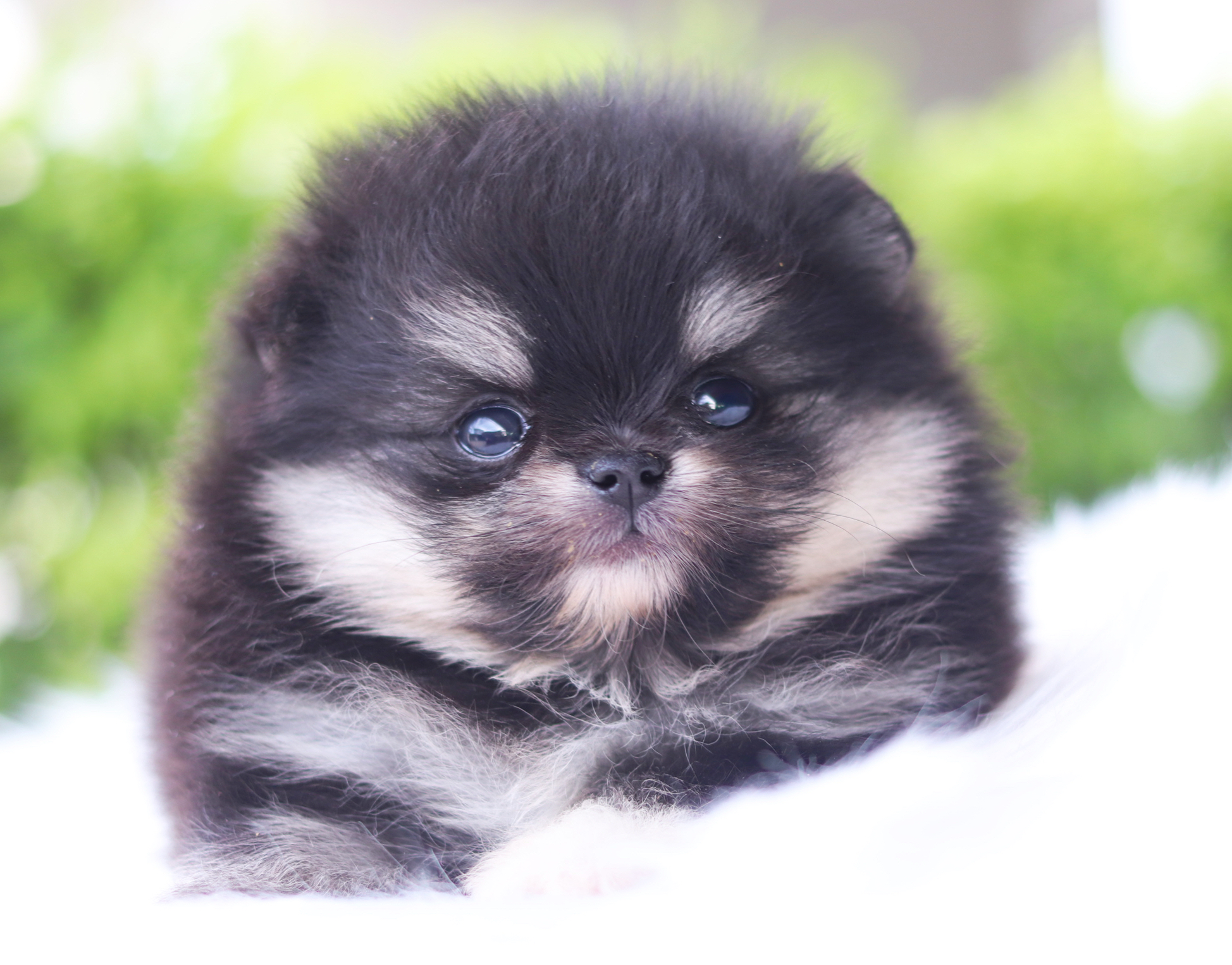 ปอมเมอเรเนียน เพศเมียสีแบล็คแทนเกรดโชว์