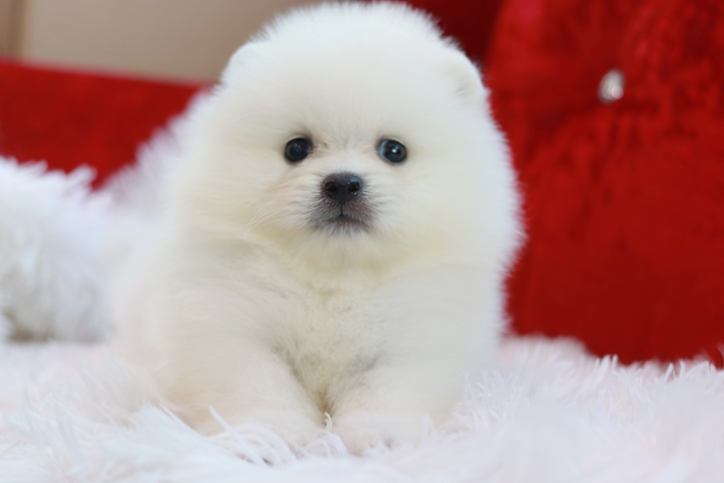 ปอมเมอเรเนียน เพศเมียขาว หน้าฟ็อกขนแน่นๆ