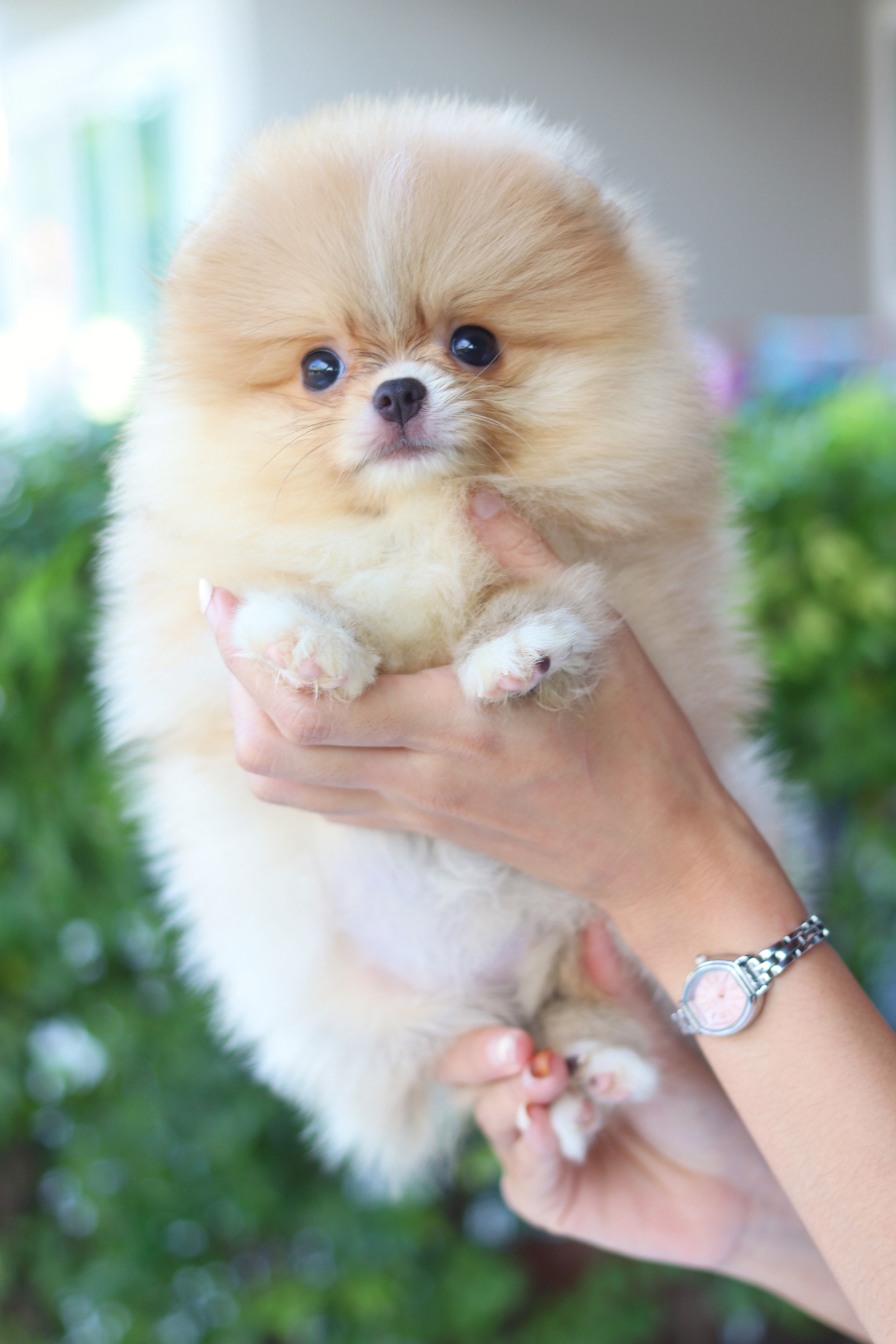 ปอมเมอเรเนียน เพศเมียสีส้ม