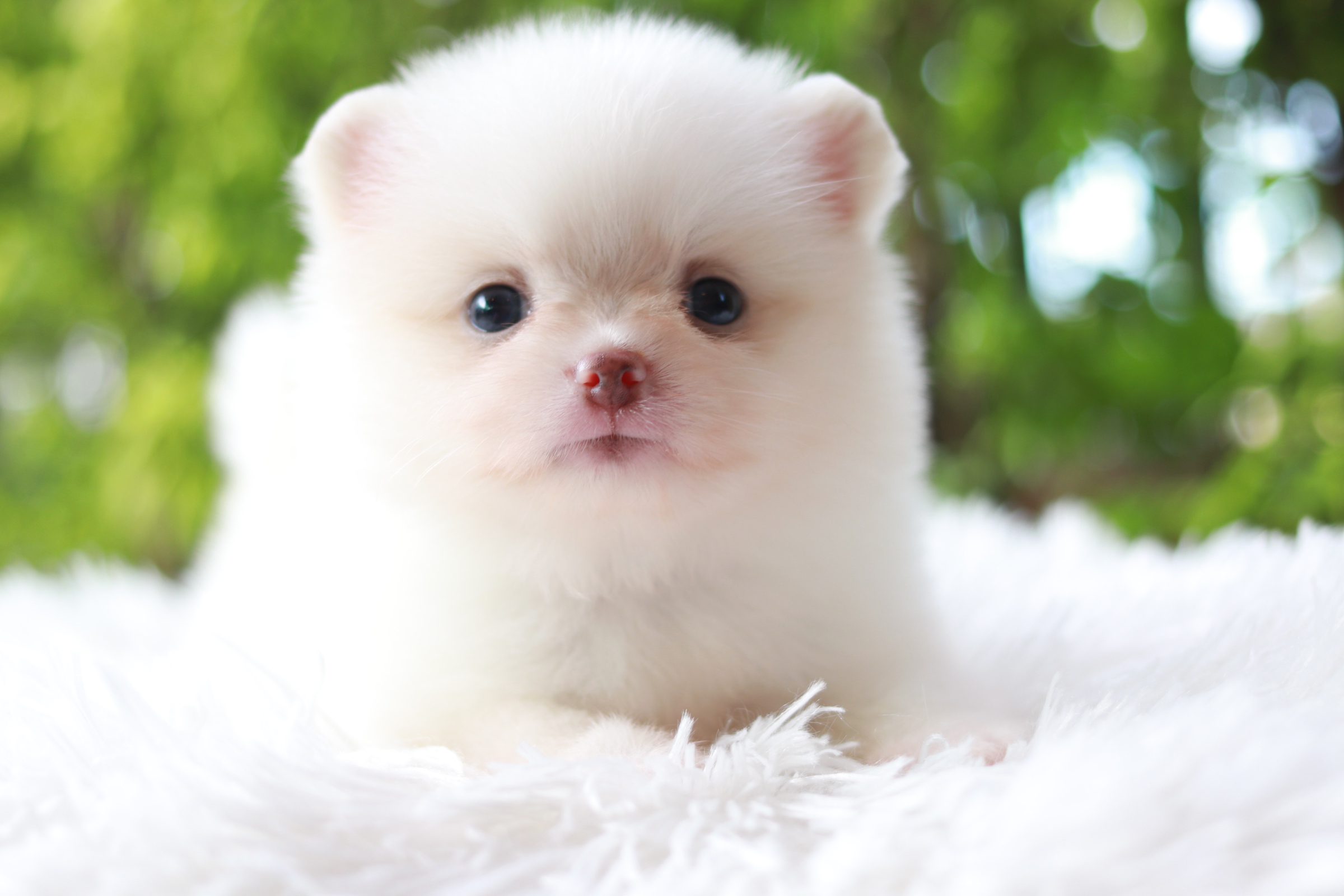 ปอมเมอเรเนียน เพศเมียสีขาว