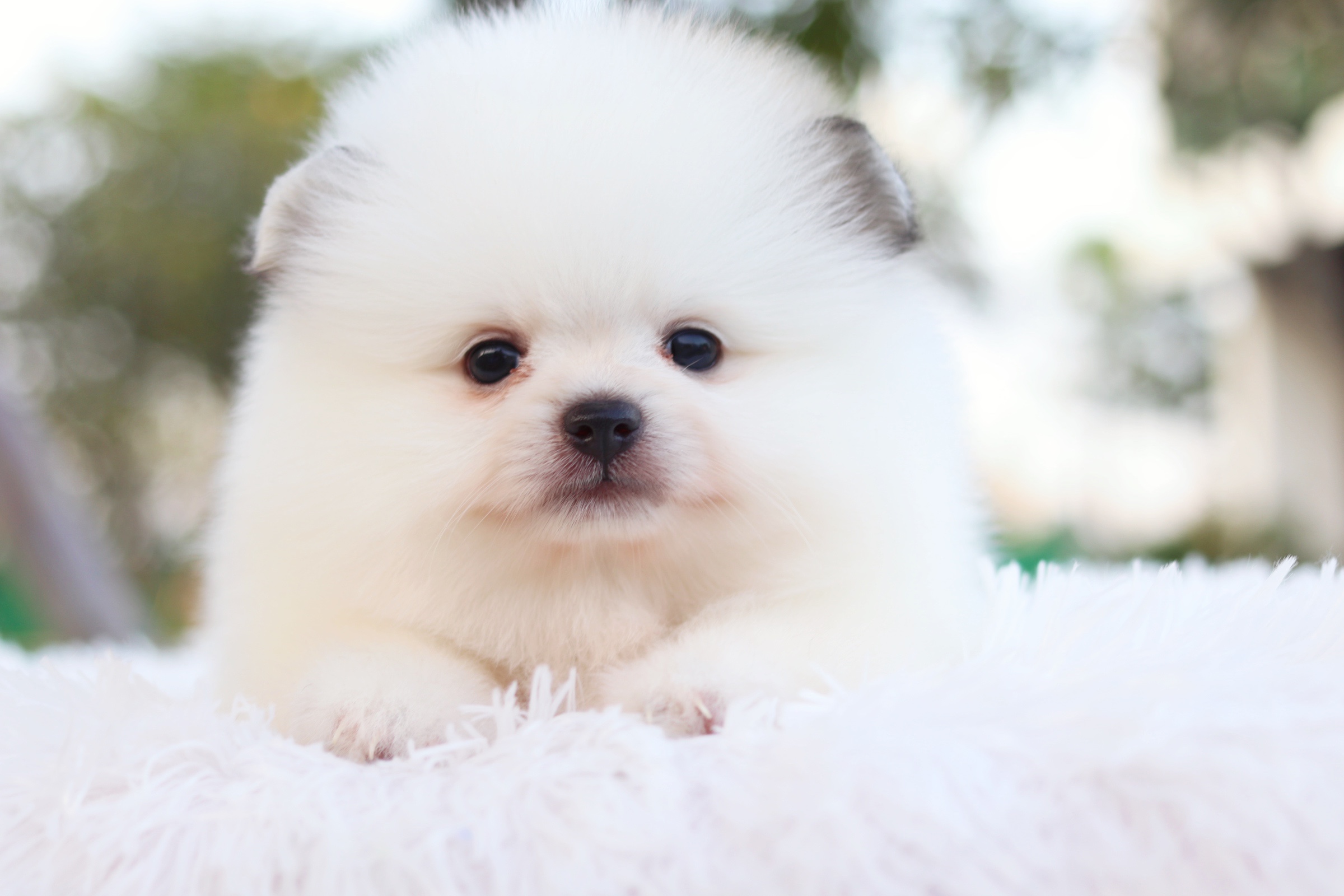 ปอมเมอเรเนียน เพศผู้ สีแฟนซี