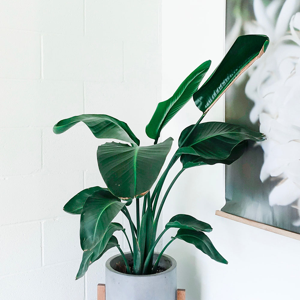 Artificial potted plant F