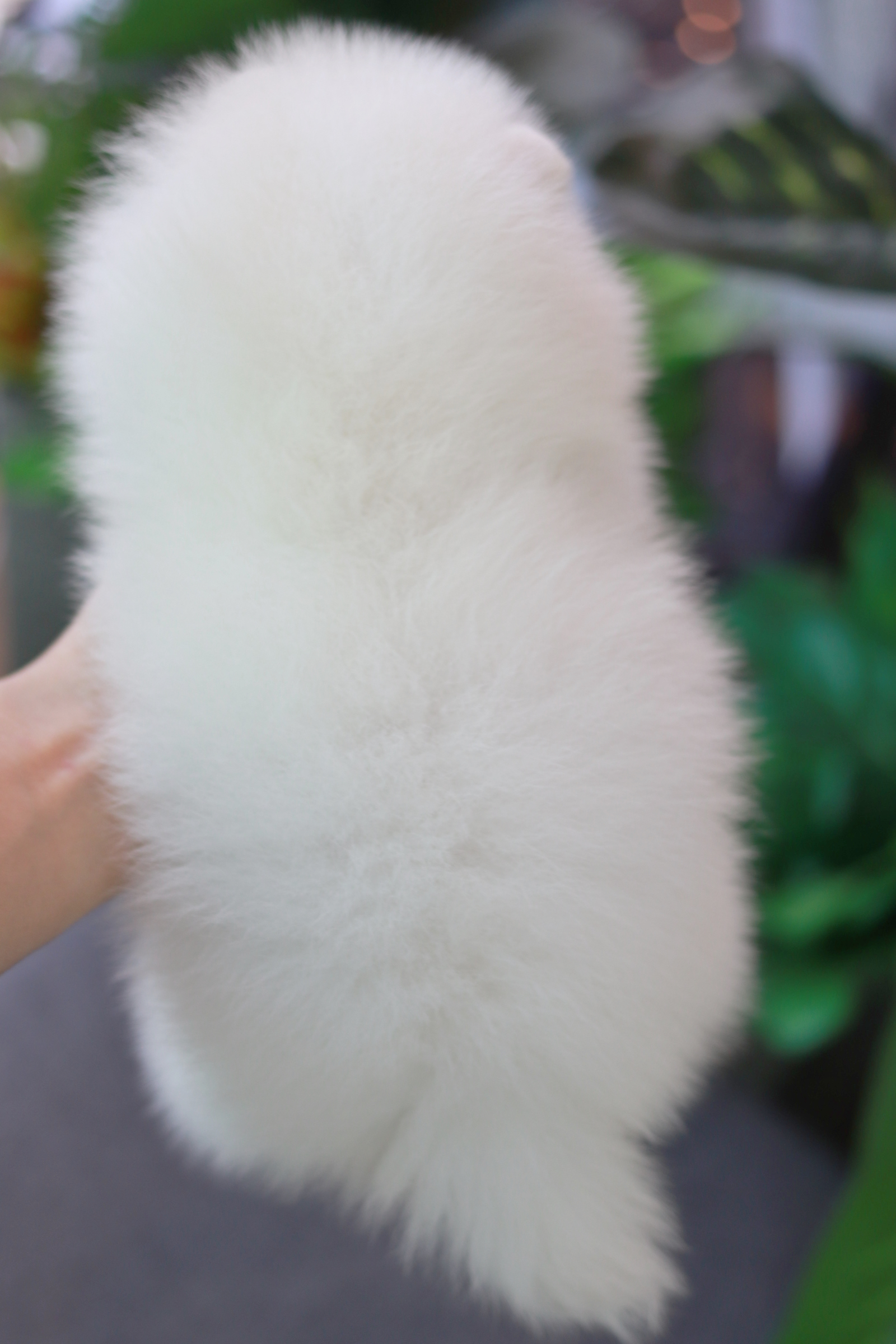 ปอมเมอเรเนียน เพศผู้ ขาวครีม ขนแน่นหน้าตุ๊กตา เกรดโชว์พร้อมใบเพ็ด