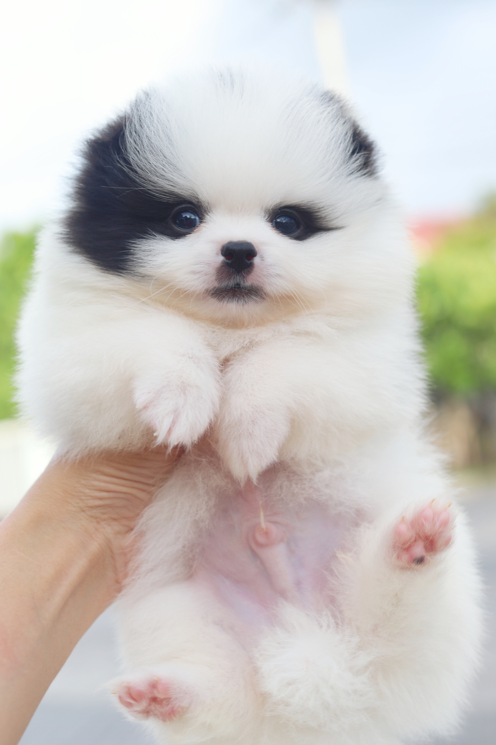 ปอมเมอเรเนียน เพศผู้สีแฟนซี