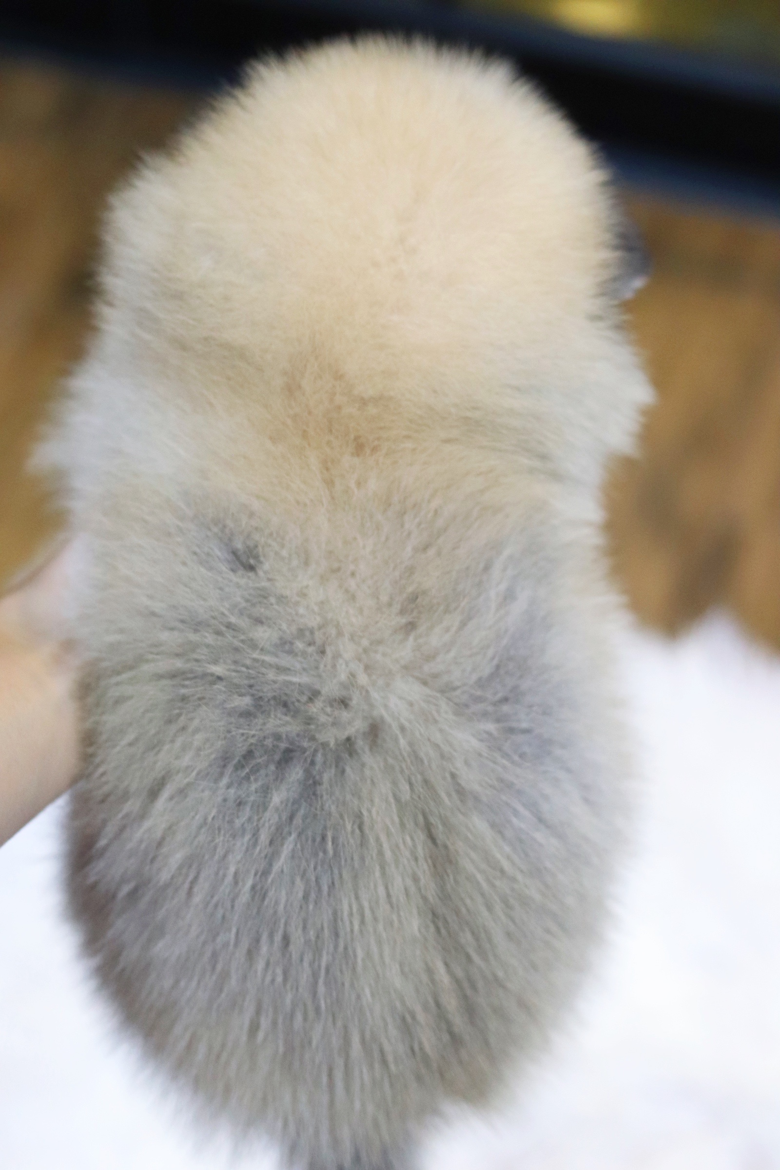 ปอมเมอเรเนียน เพศผู้ สีส้ม