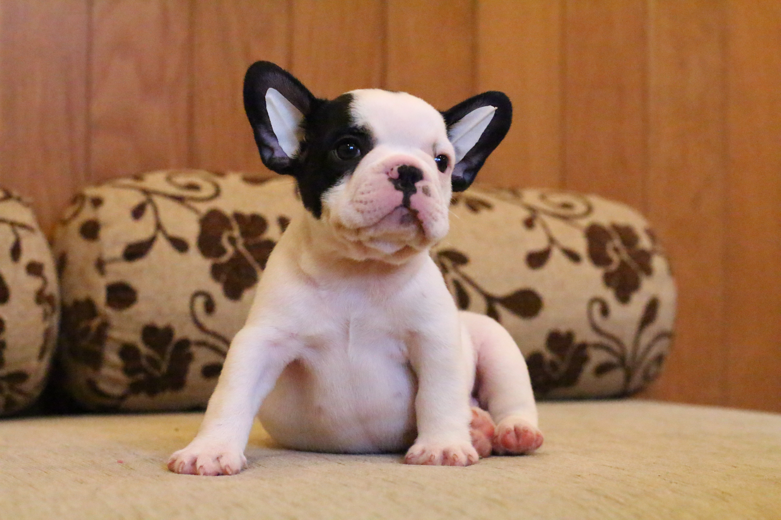 เด็กชายแมคฟิช ขี้อ้อน หน้าตาน่ารัก