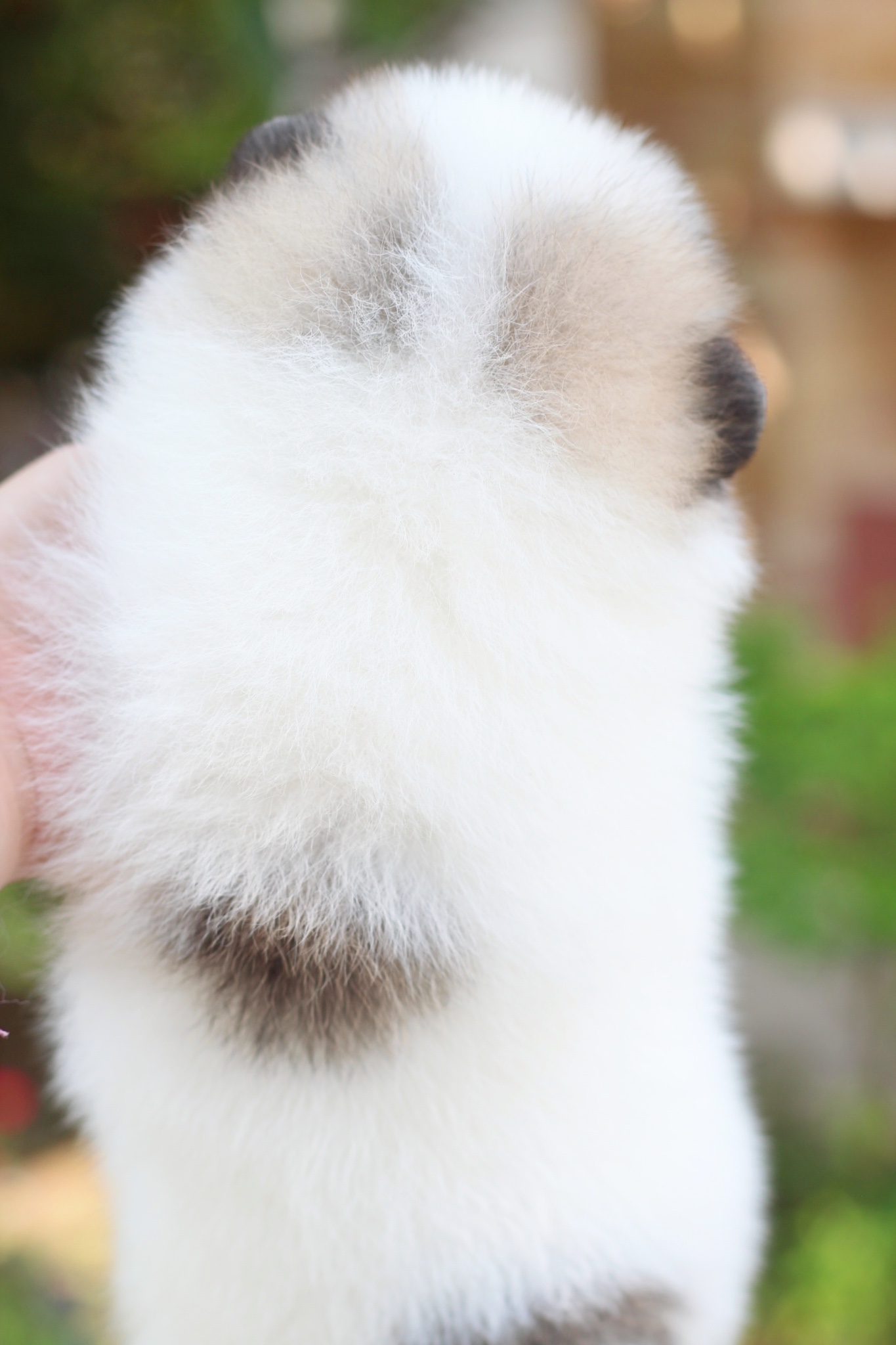 ปอมเมอเรเนียน เพศเมียสีแฟนซี