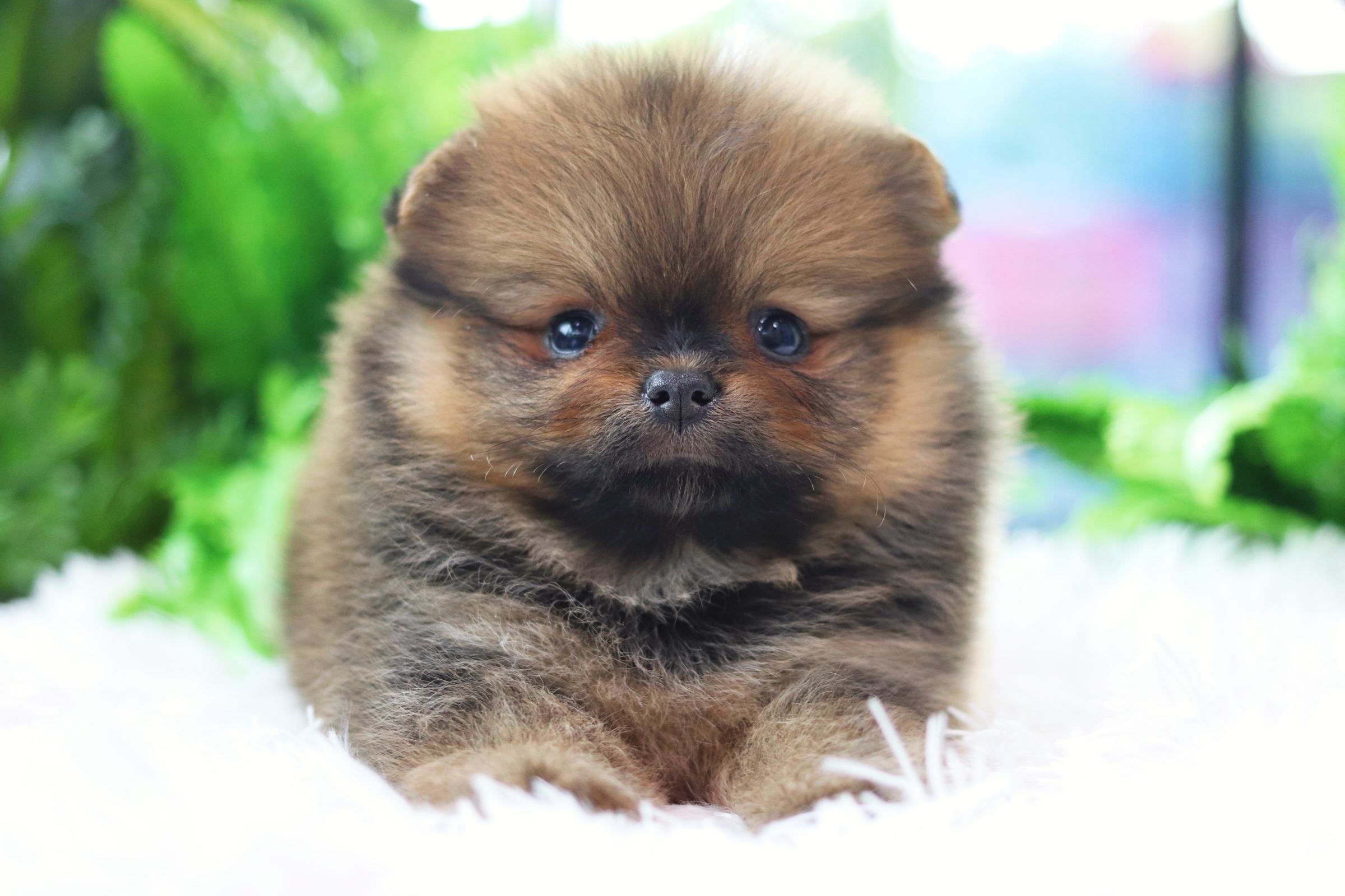 ปอมเมอเรเนียน เพศเมียสีส้ม