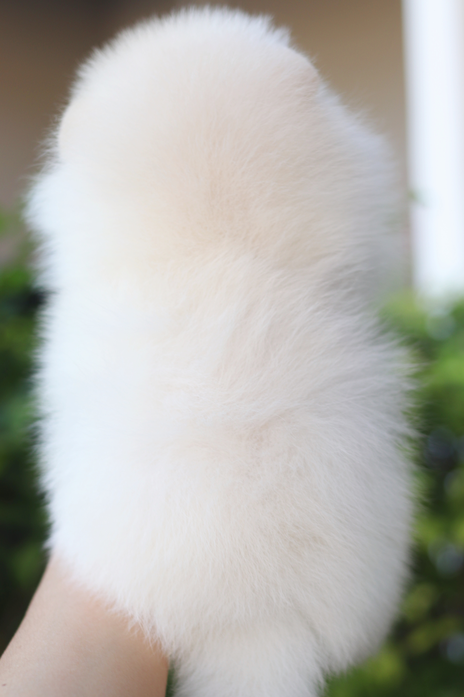 ปอมเมอเรเนียน เพศผู้สีครีม เกรดโชว์