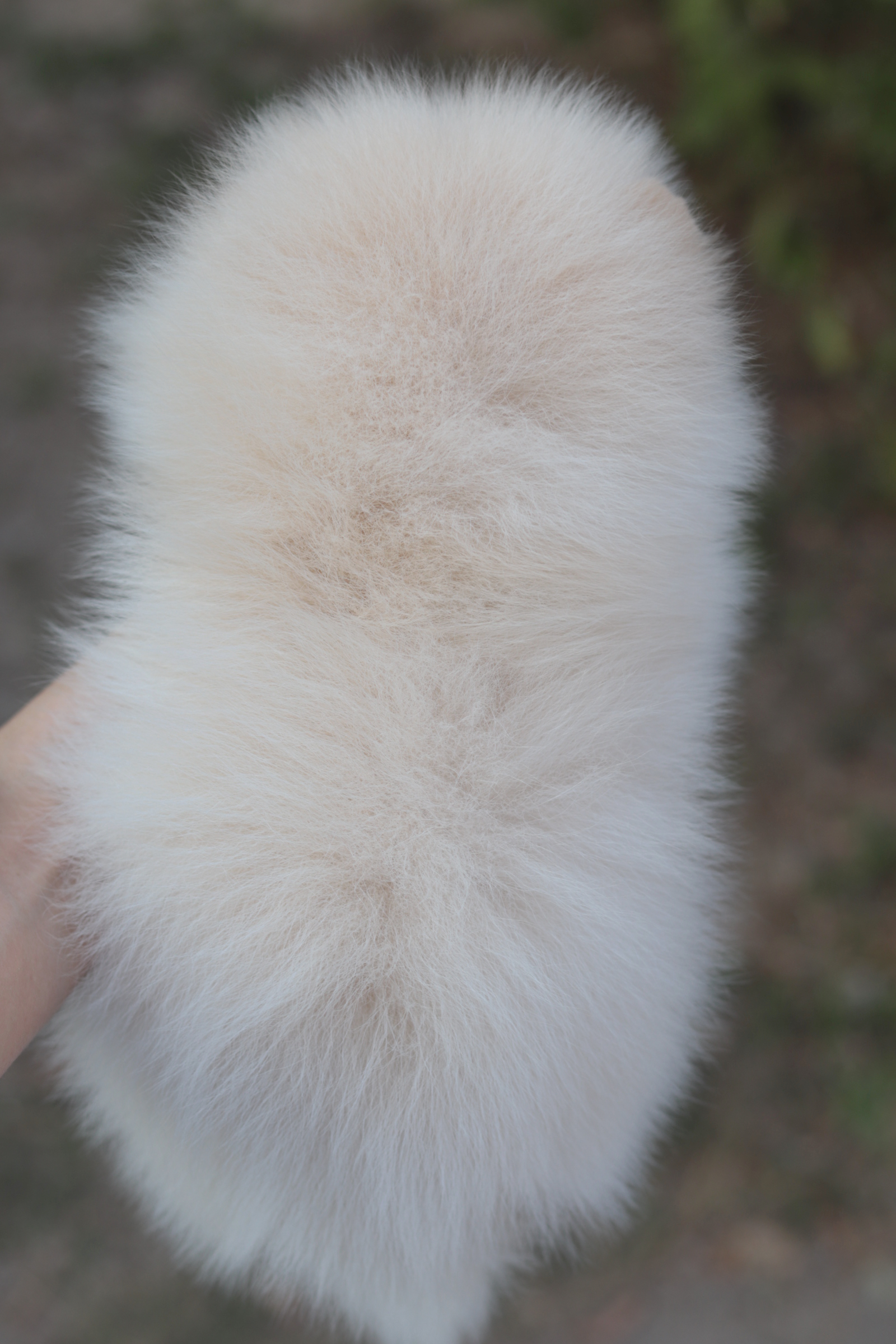 ปอมเมอเรเนียน เพศผู้ สีขาวครีม หน้าตุ๊กตา