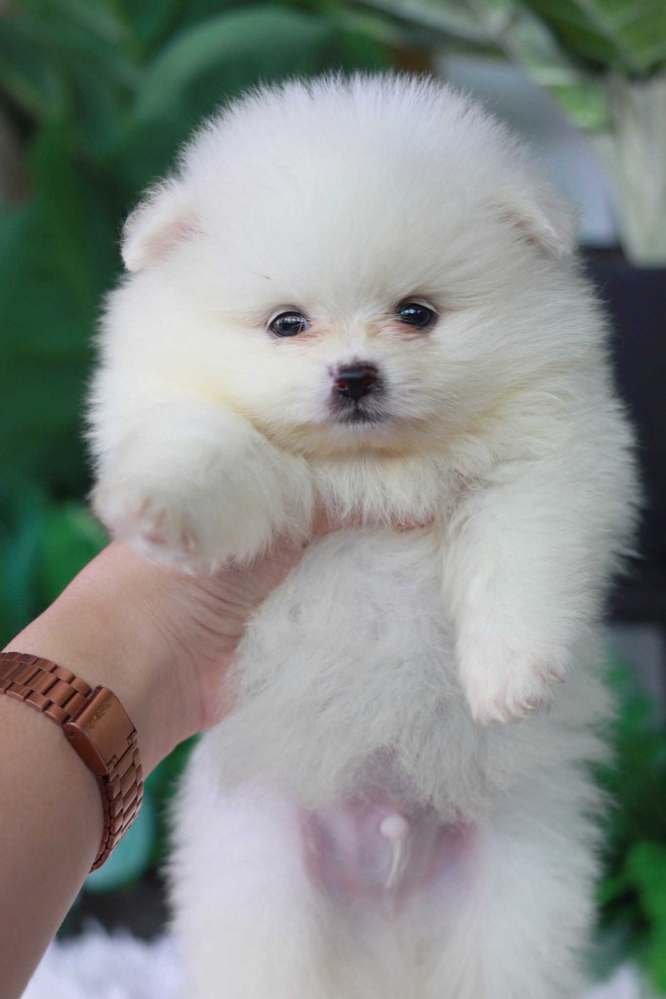 ปอมเมอเรเนียน เพศผู้ ขาวขนแน่นๆน่ารัก