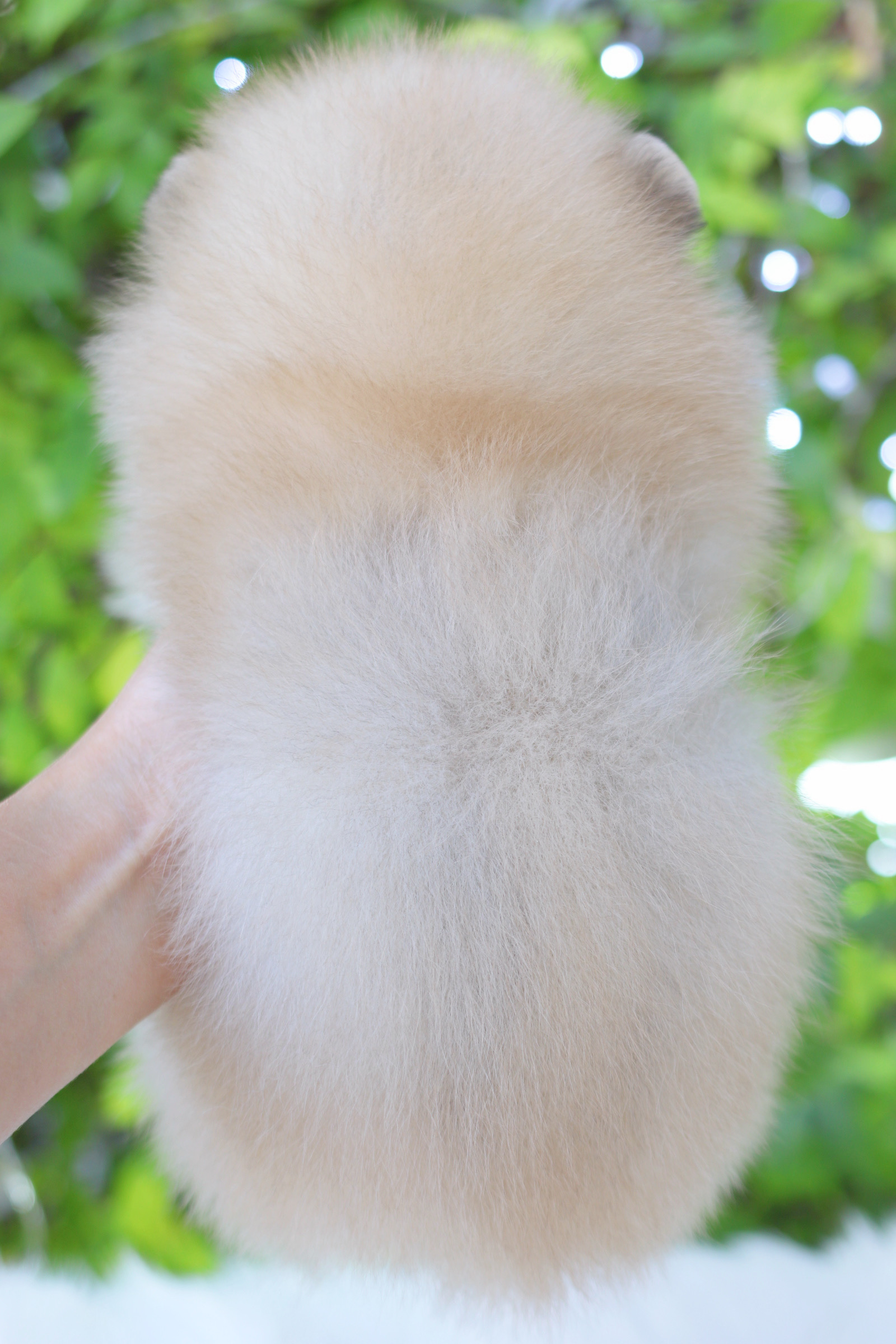 ปอมเมอเรเนียน เพศผู้สีส้ม