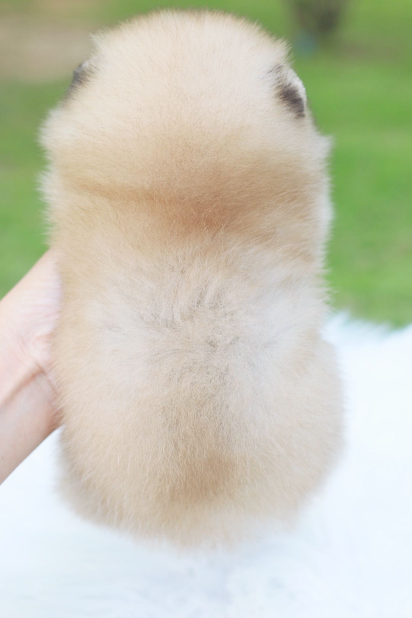 ปอมเมอเรเนียน เพศเมียสีส้ม เกรดโชว์