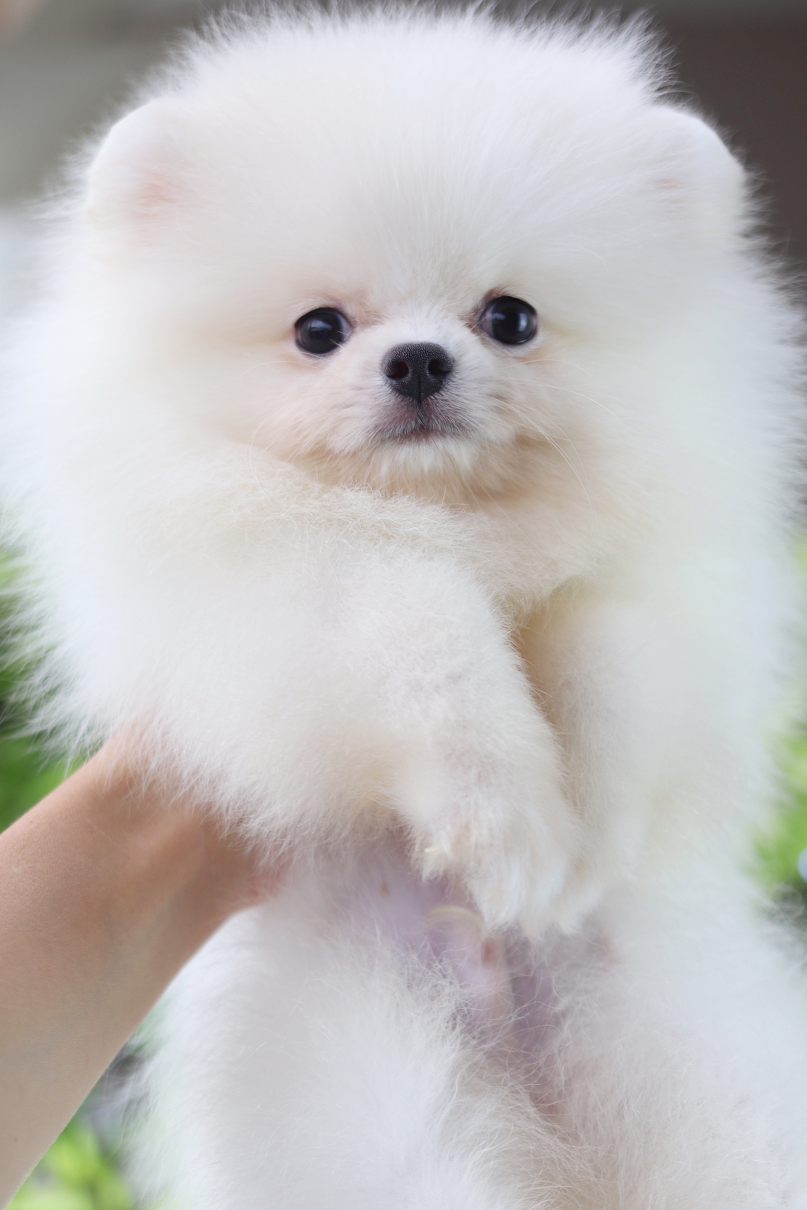 ปอมเมอเรเนียน เพศผู้สีขาว