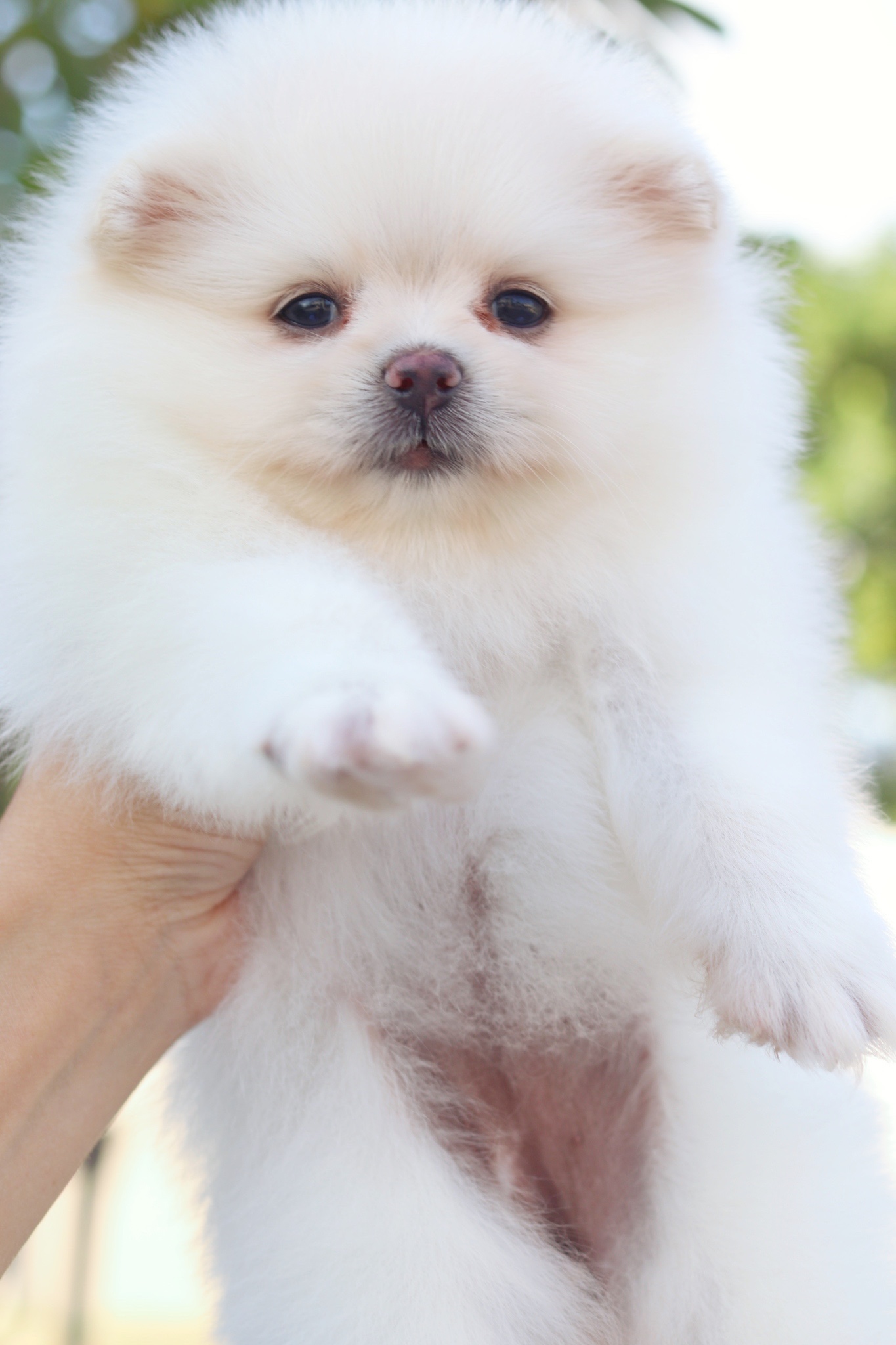 ปอมเมอเรเนียน เพศเมียสีขาวครีม