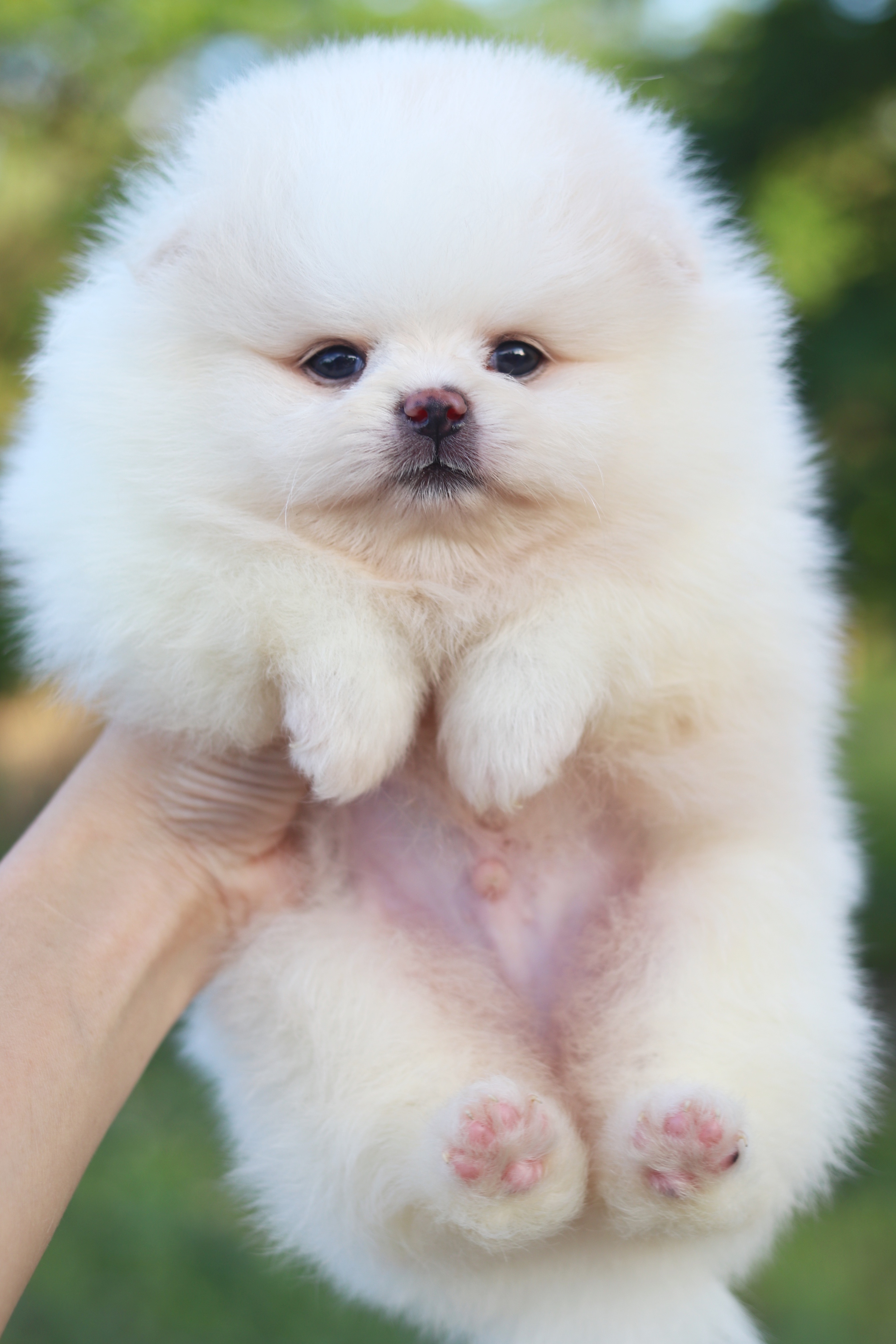 ปอมเมอเรเนียน เพศผู้ สีขาวครีม