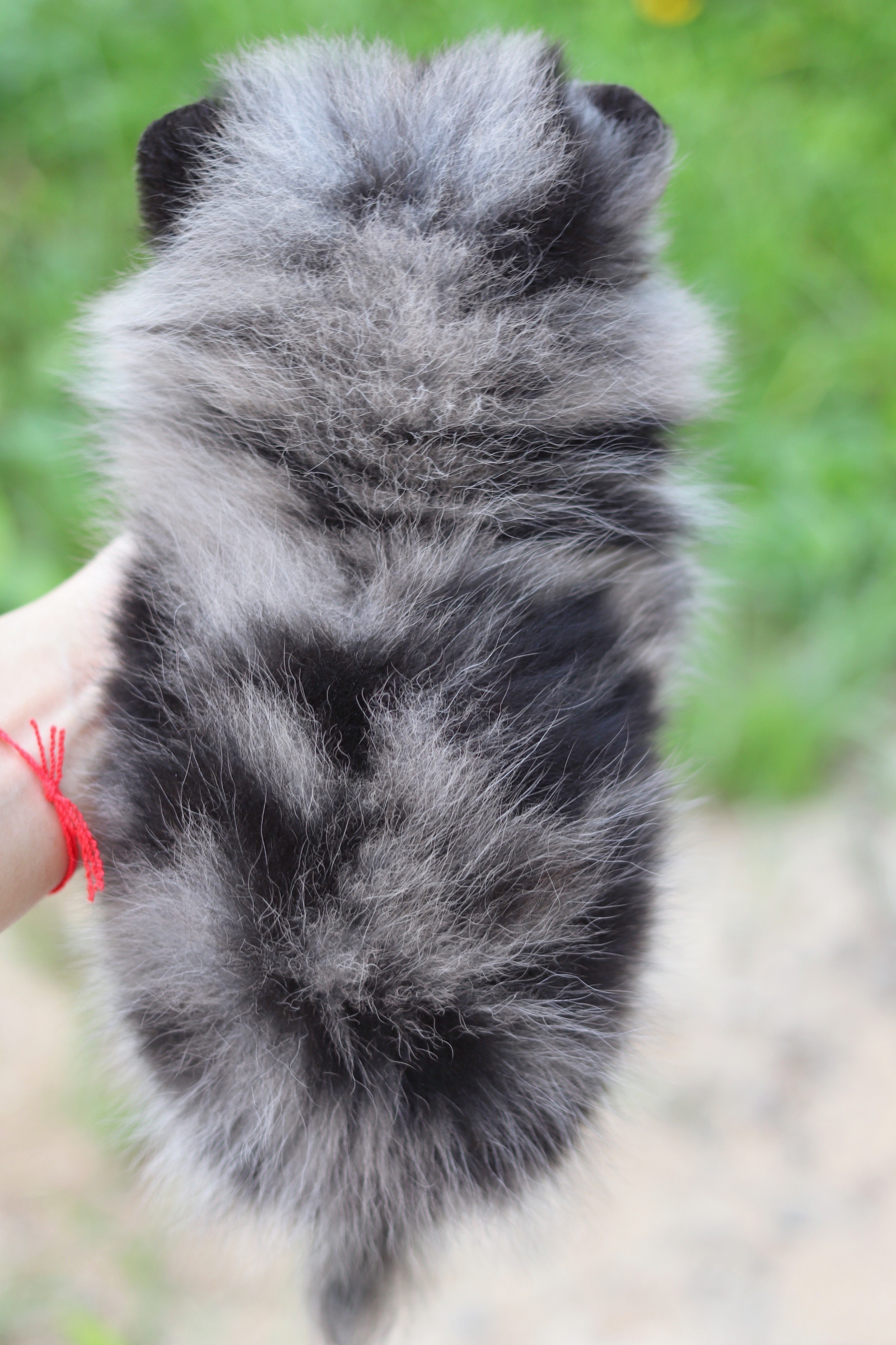 ปอมเมอเรเนียน เพศผู้ สีเมอร์เร่