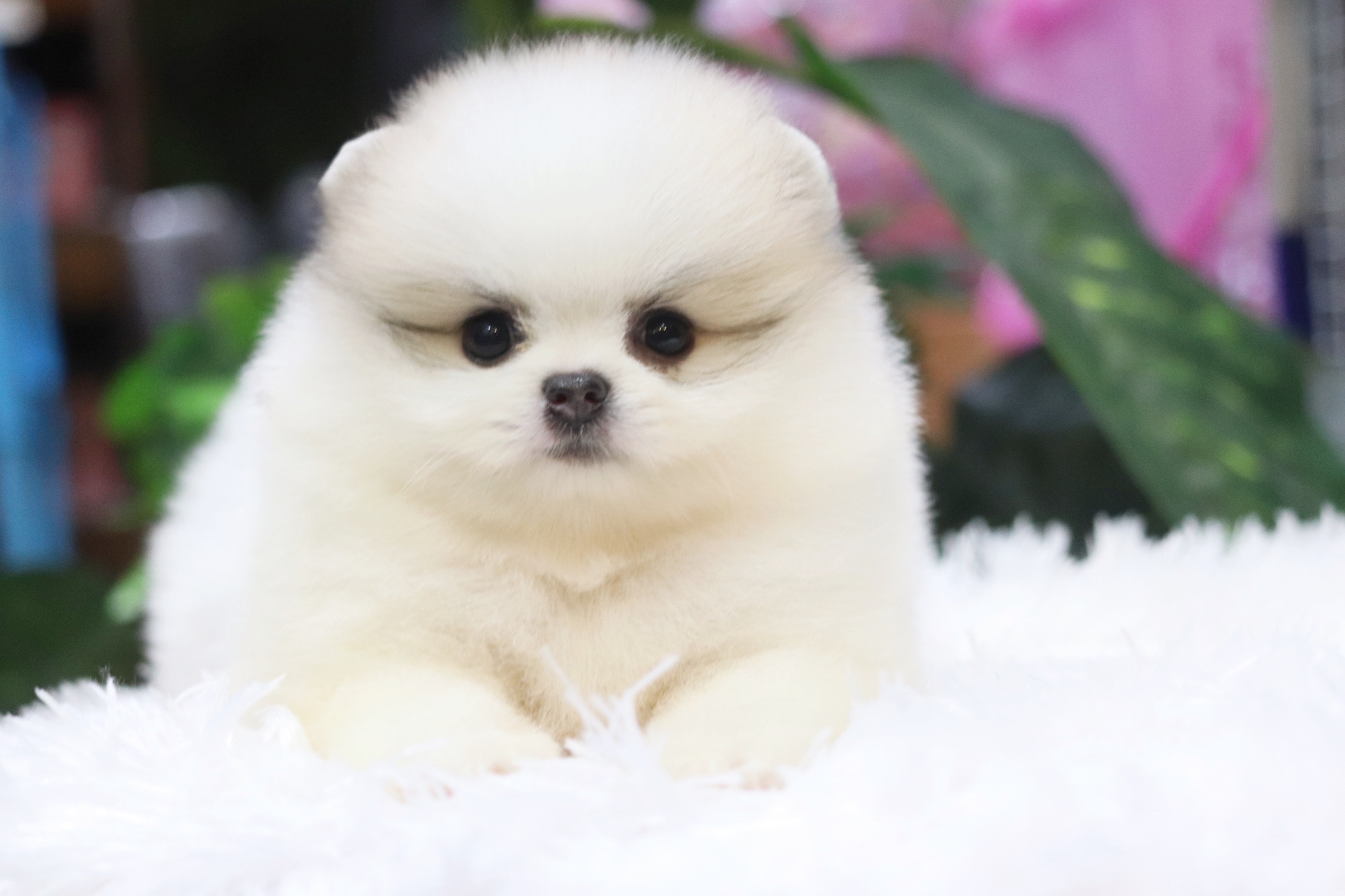 ปอมเมอเรเนียน เพศผู้แฟนซี