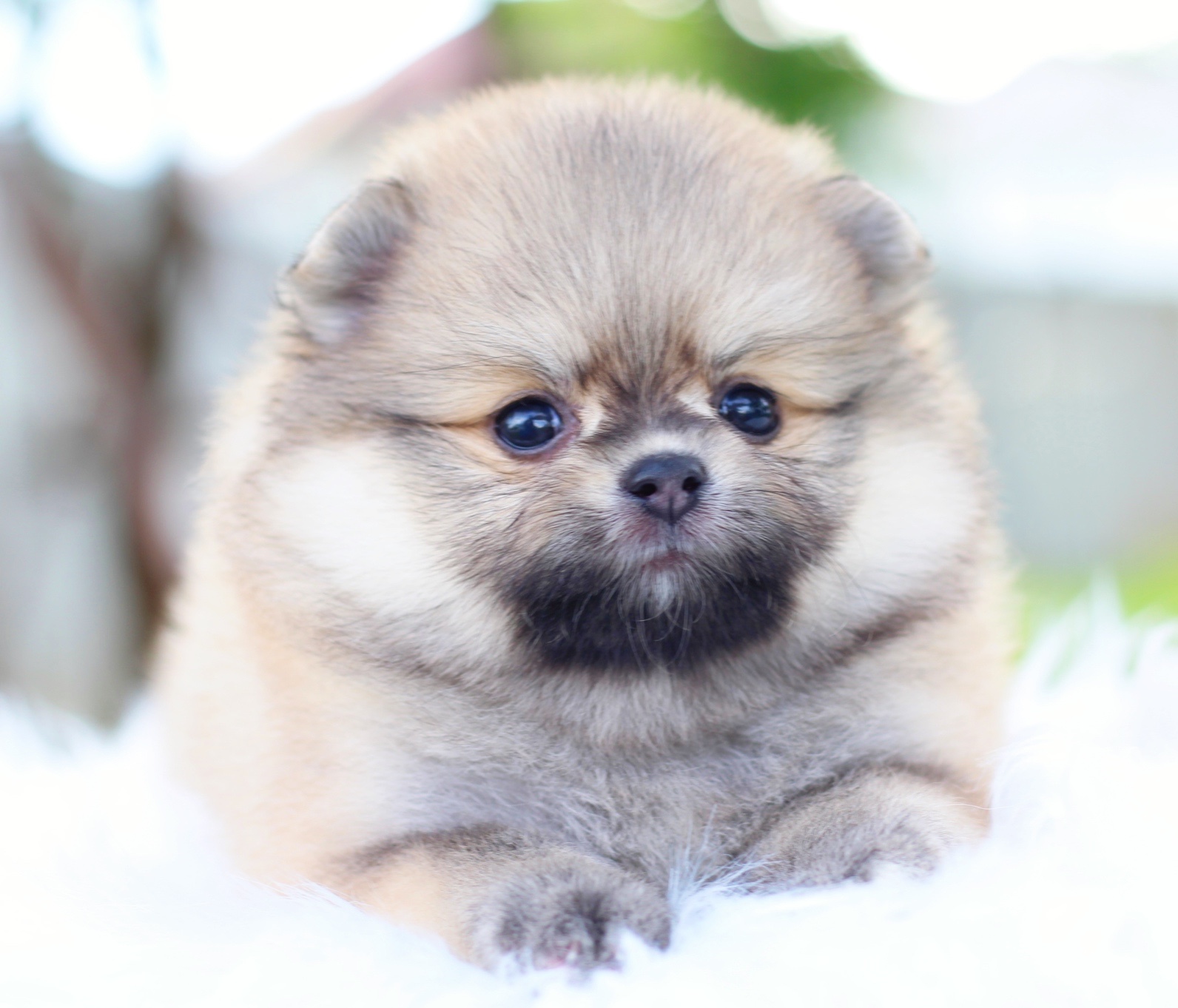 ปอมเมอเรเนียน เพศเมียสีส้ม