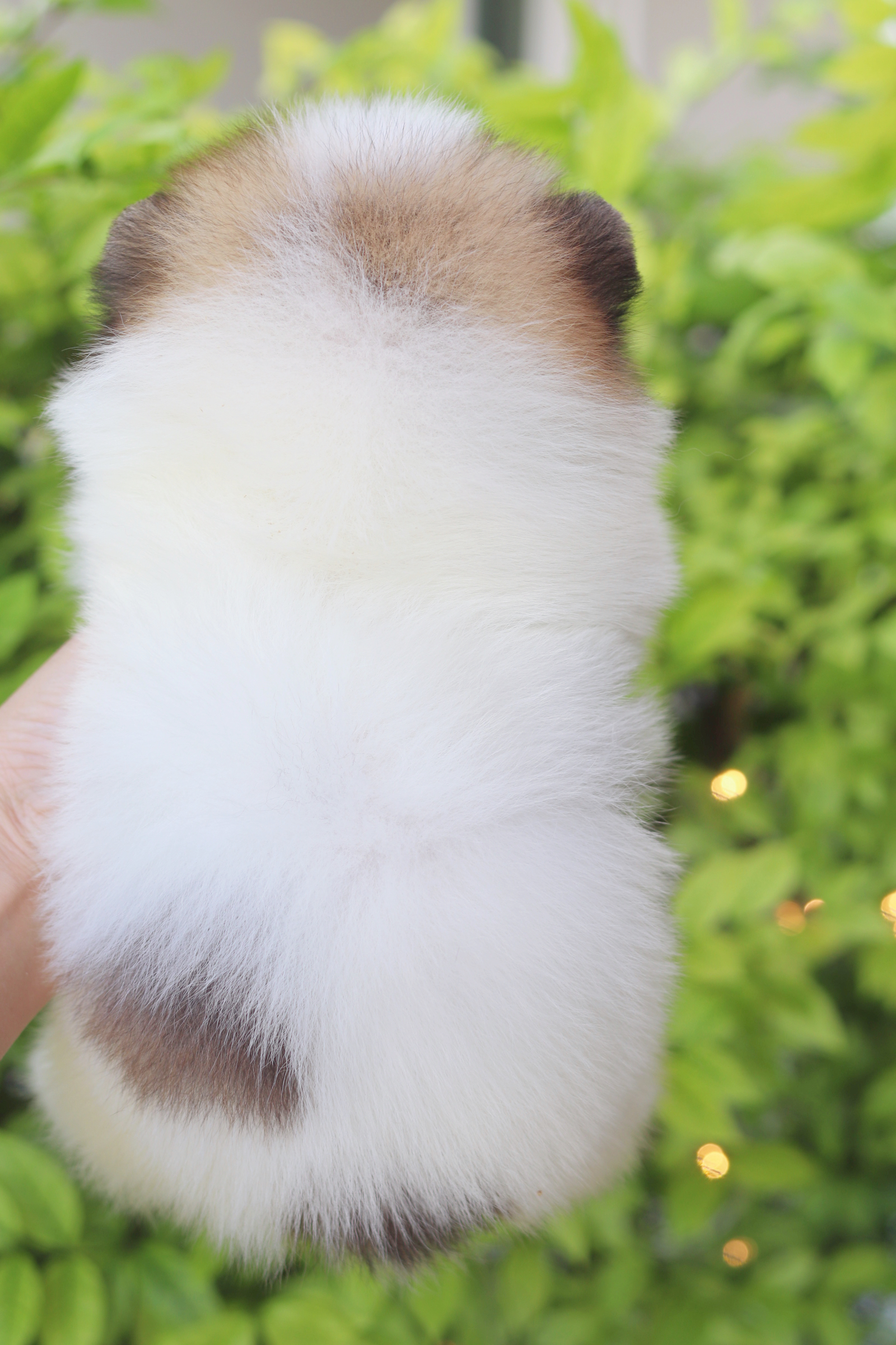 ปอมเมอเรเนียน เพศเมียสีแฟนซี