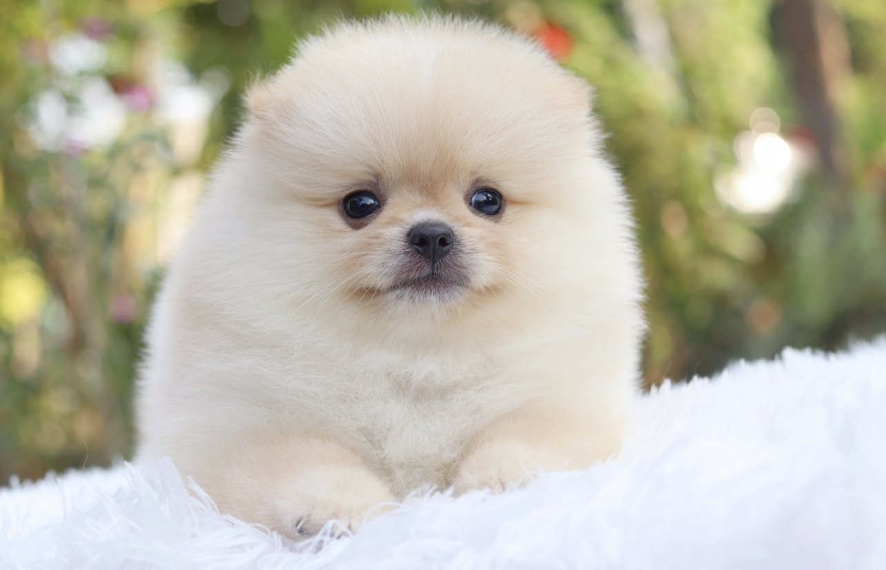 ปอมเมอเรเนียน เพศเมีย สีขาวครีม