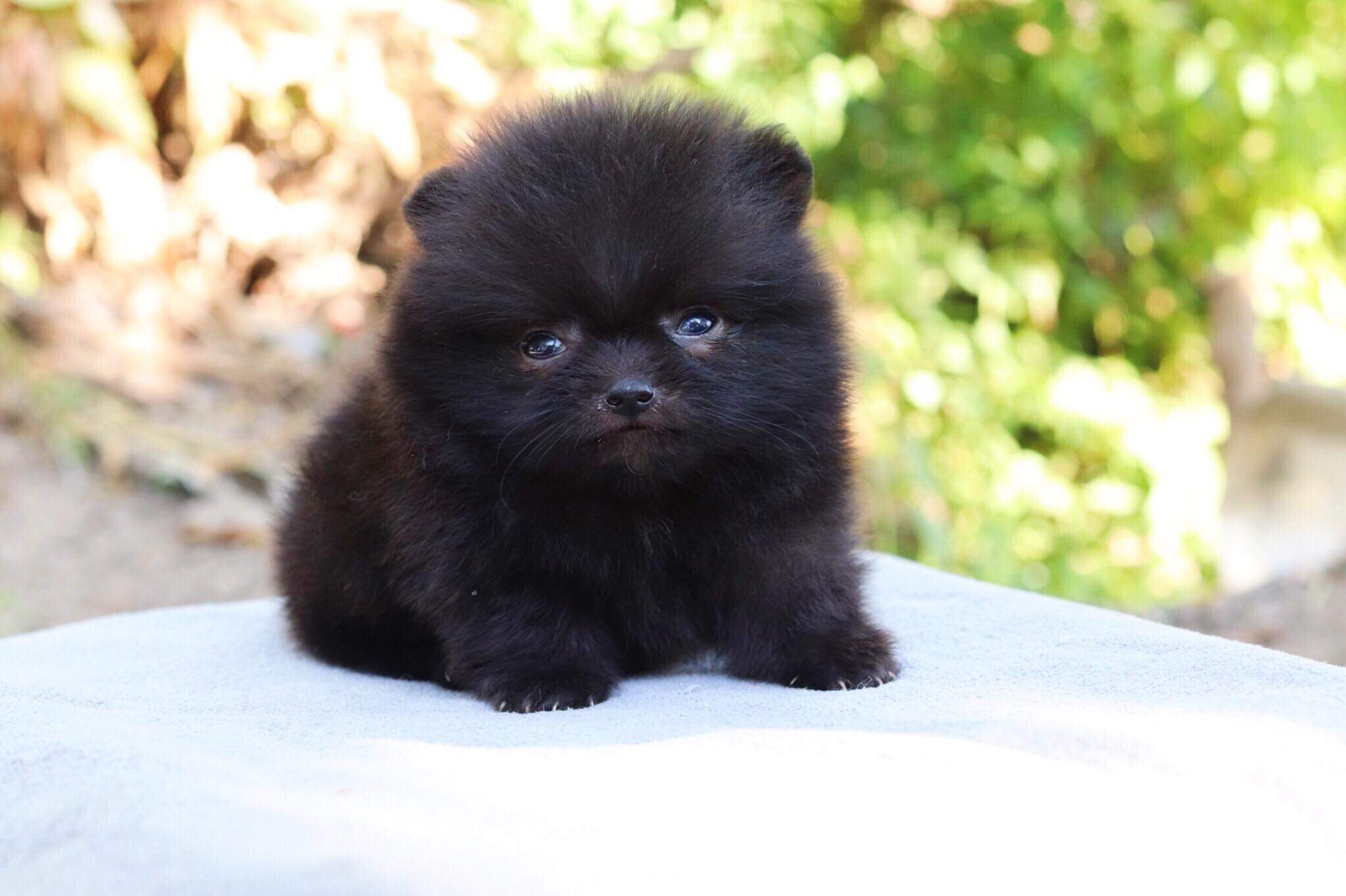 ปอมเมอเรเนียน เพศผู้สีดำ