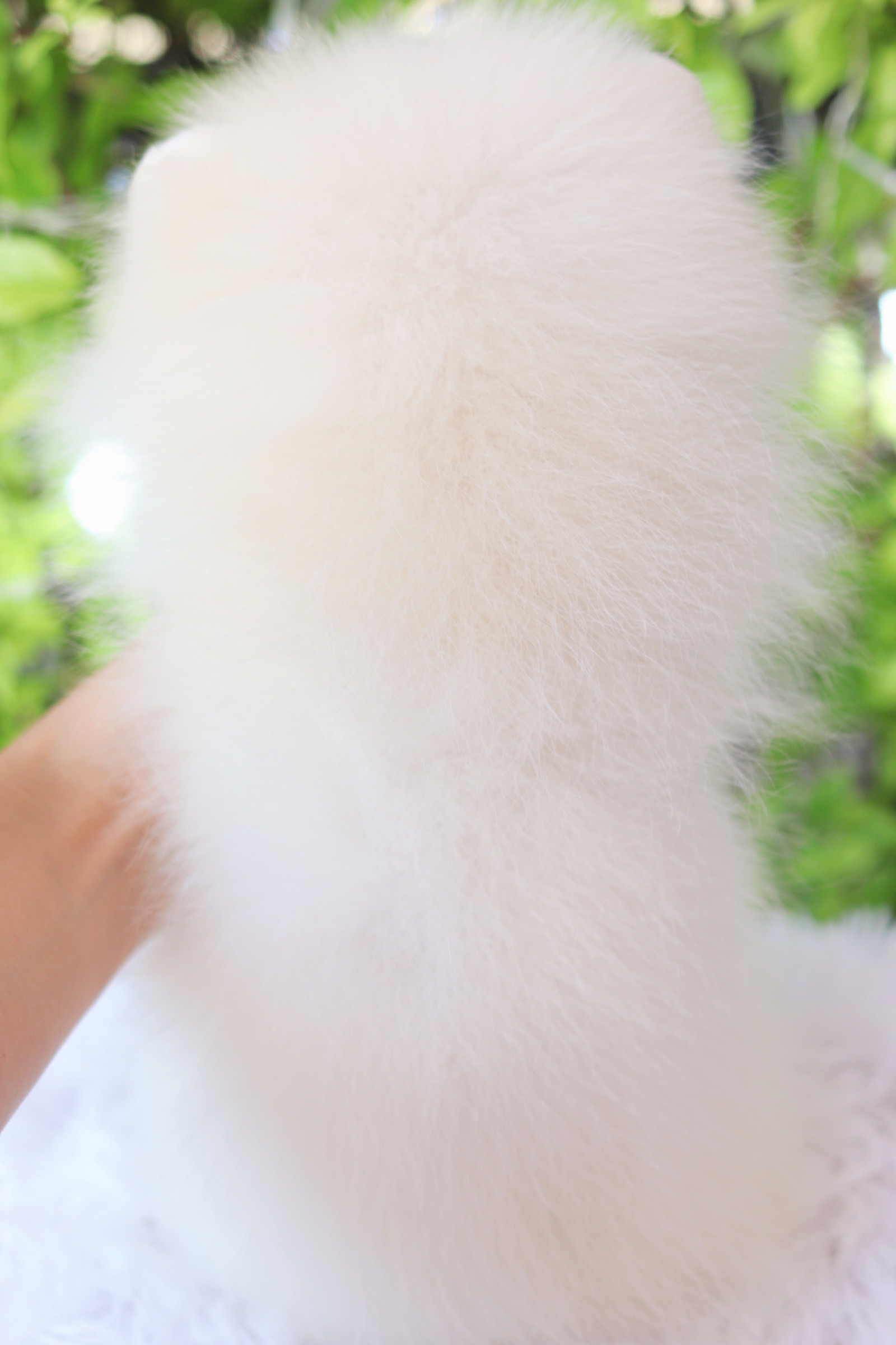 ปอมเมอเรเนียน เพศผู้ สีขาวครีม