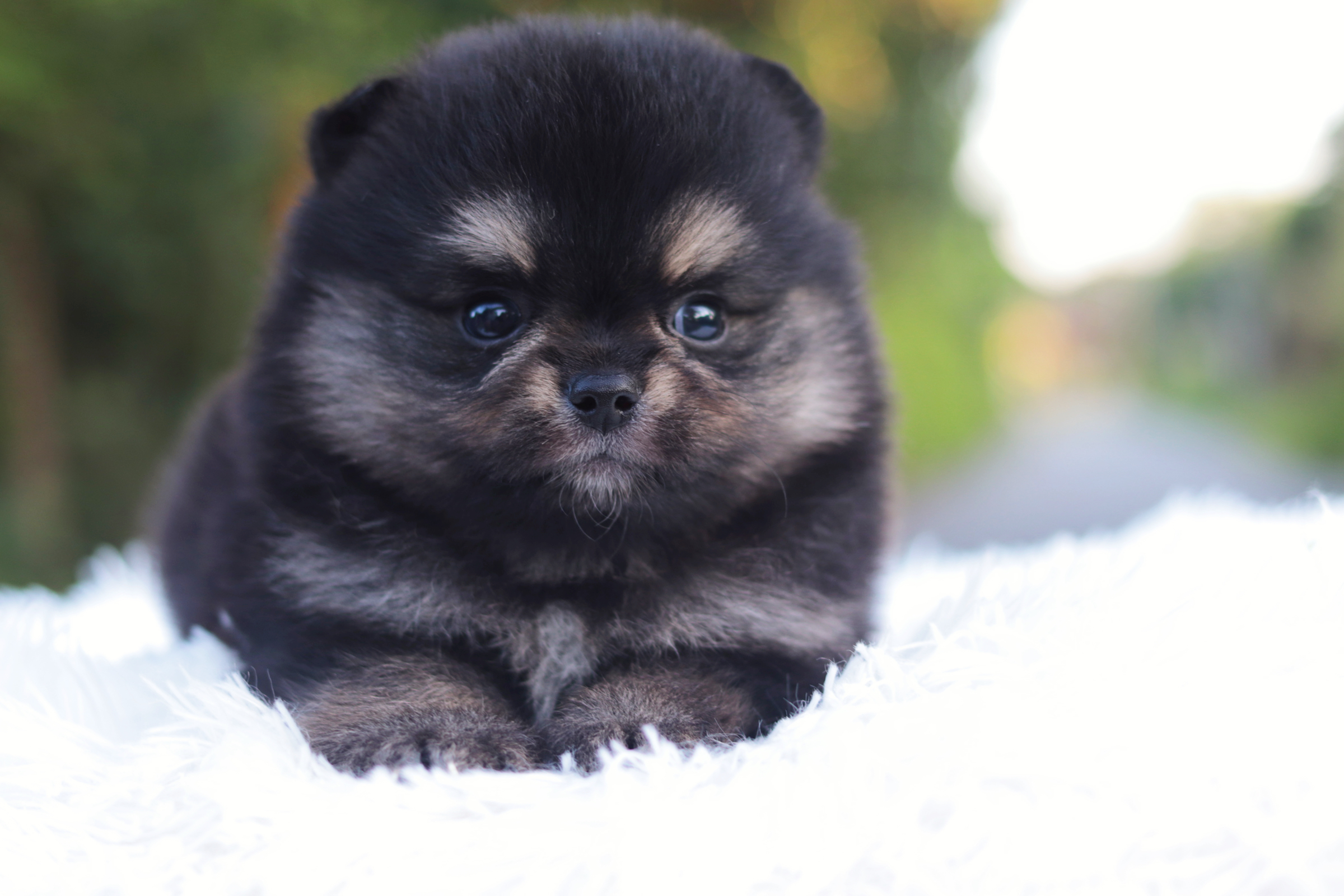 ปอมเมอเรเนียน เพศผู้แบล็คแทน