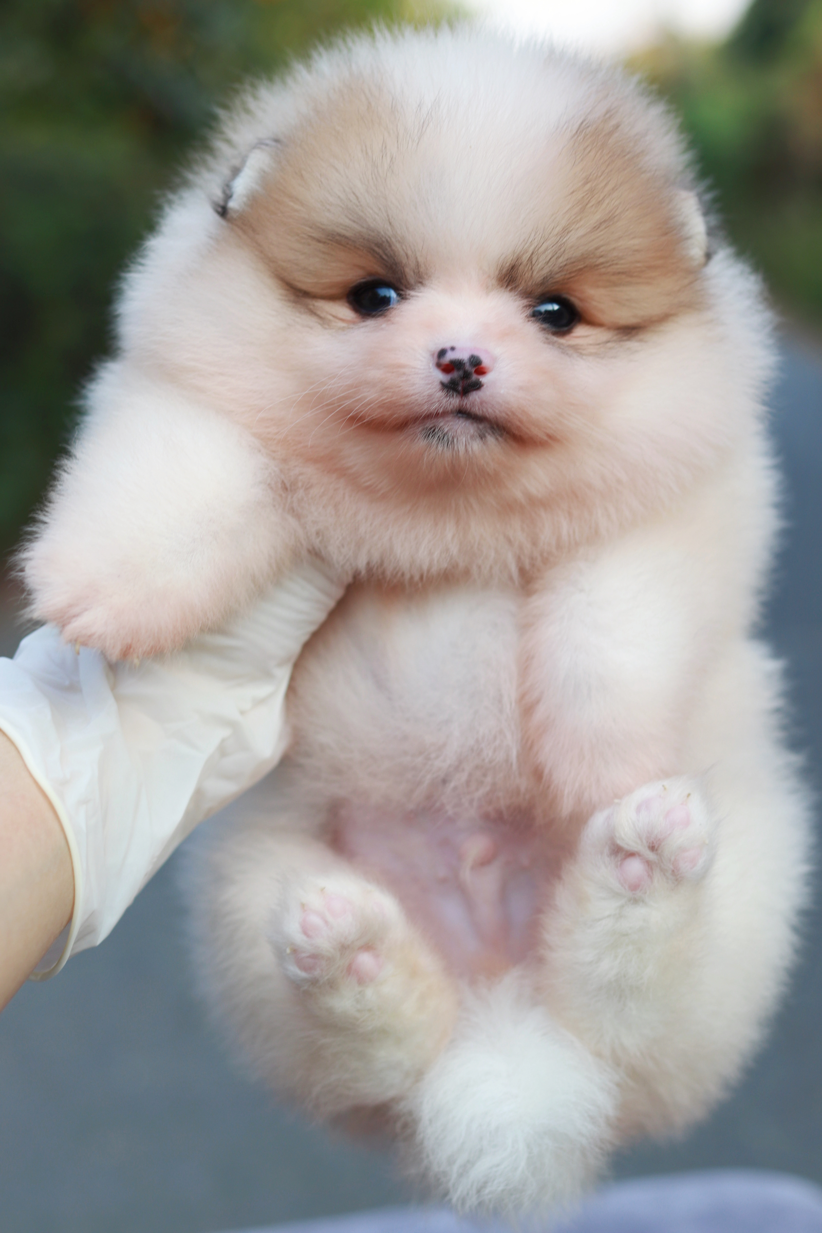 ปอมเมอเรเนียน เพศผู้แฟนซี