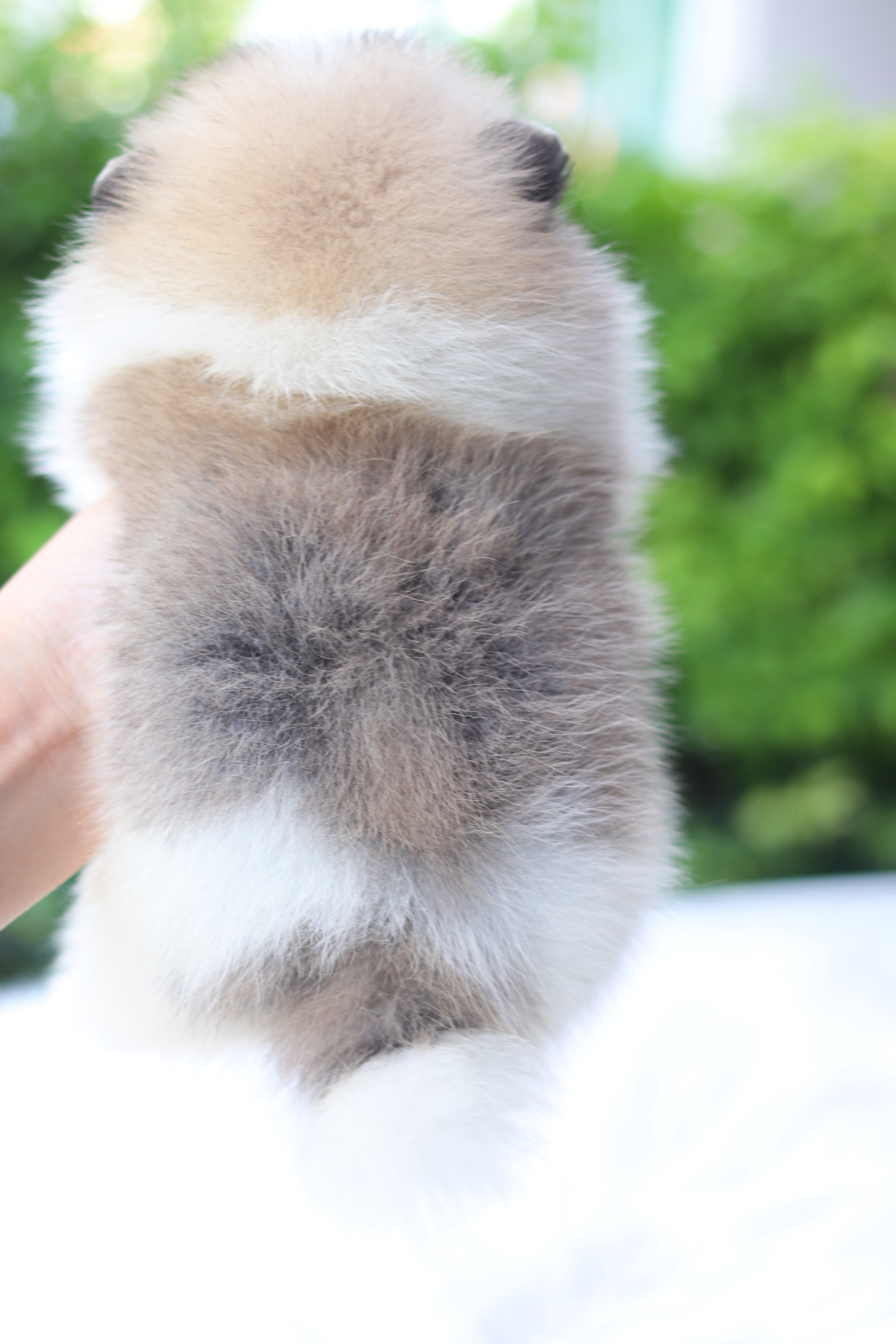 ปอมเมอเรเนียน เพศผู้ สีแฟนซี