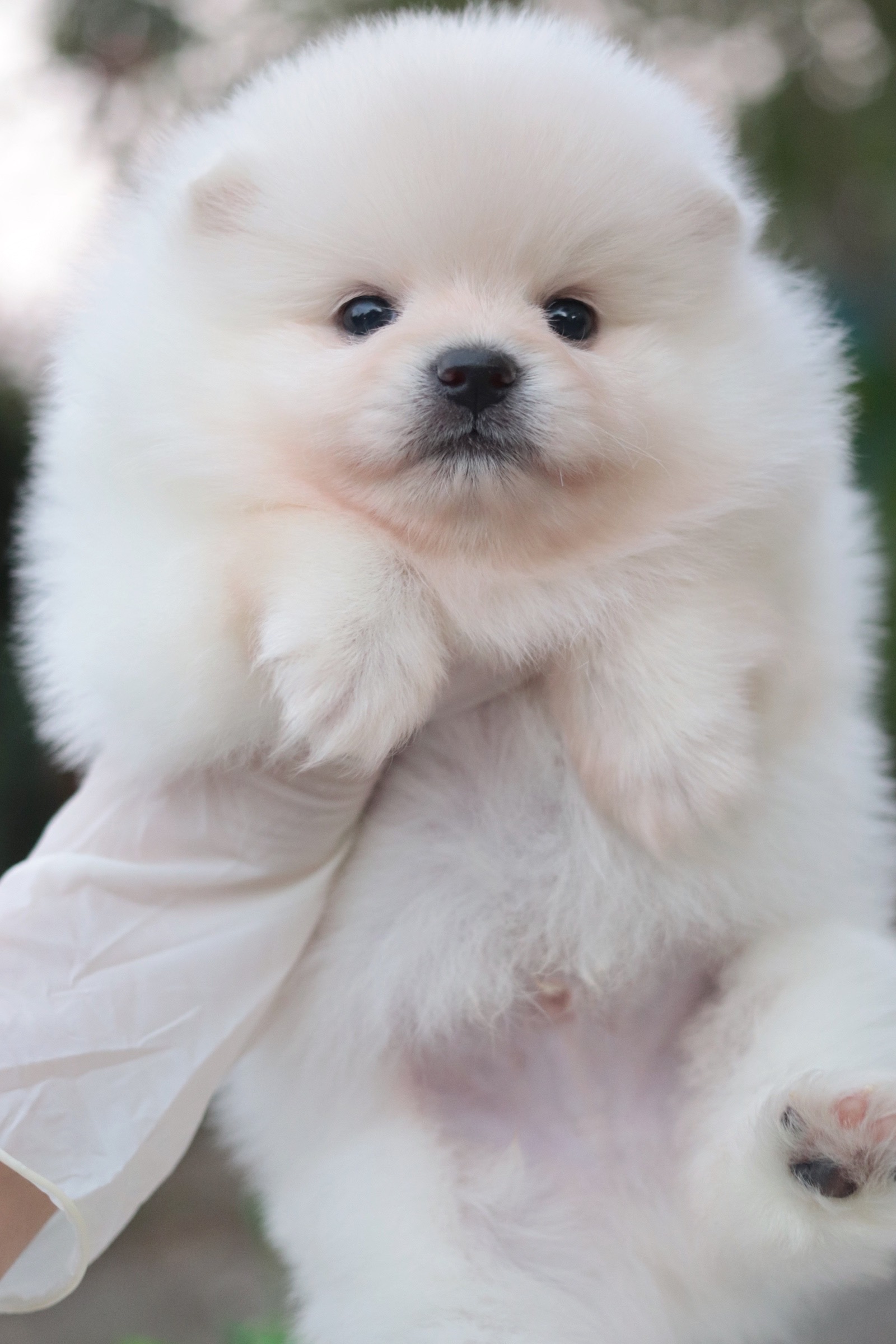 ปอมเมอเรเนียน เพศผู้ สีขาวครีม