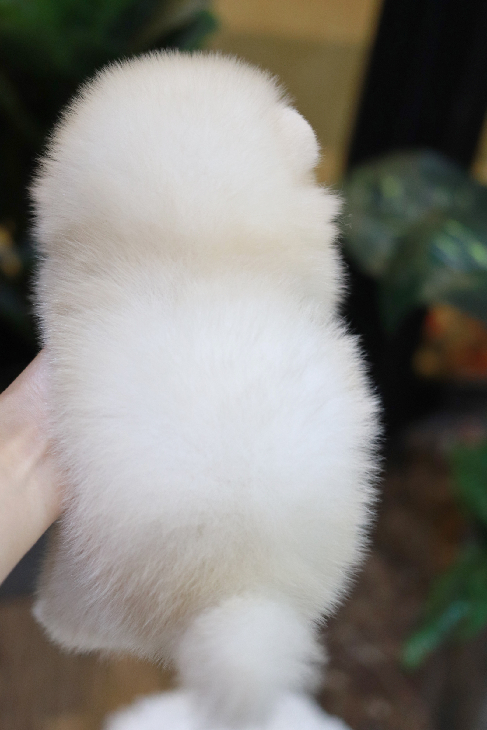 ปอมเมอเรเนียน เพศผู้ ครีม หน้าฟ็อก