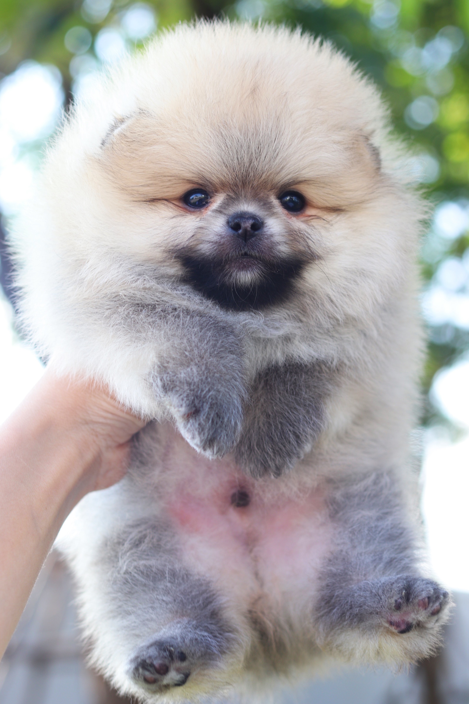 ปอมเมอเรเนียน เพศผู้ สีส้ม เกรดโชว์