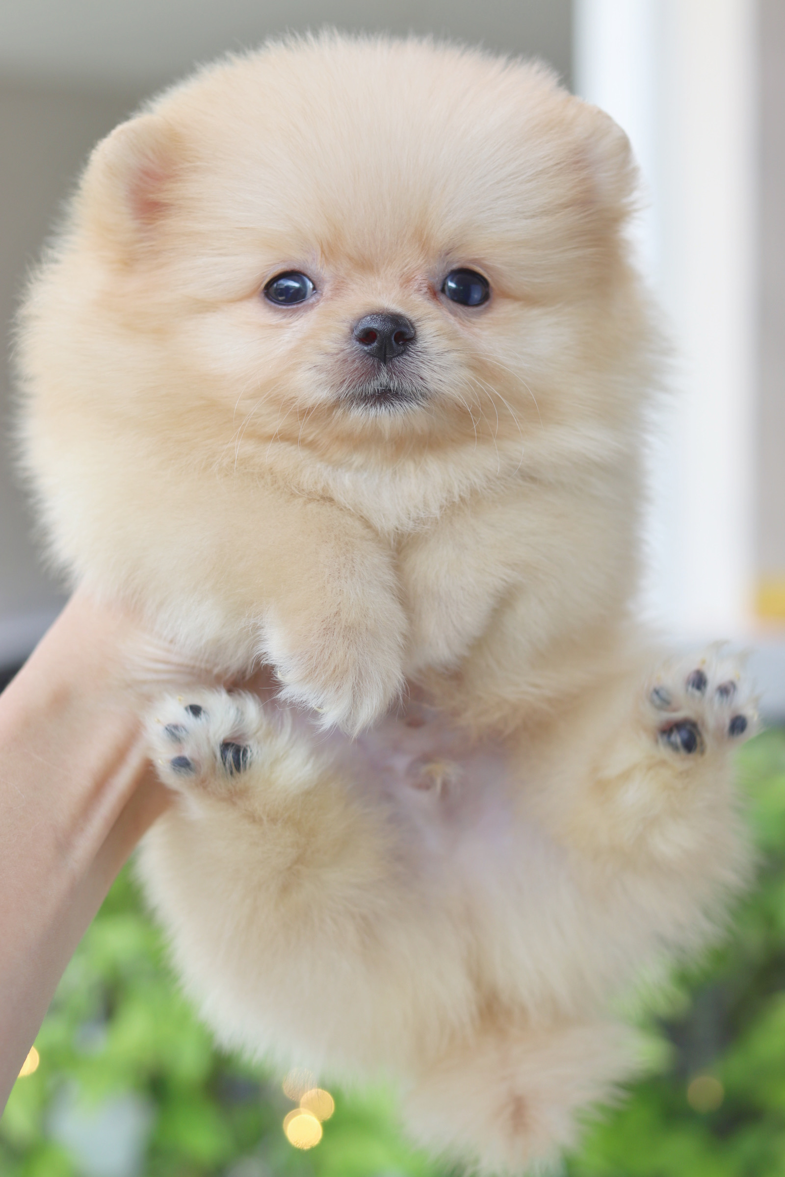 ปอมเมอเรเนียน เพศผู้สีครีม