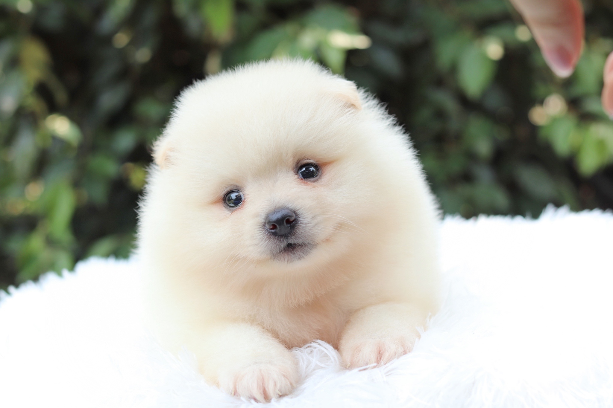 ปอมเมอเรเนียน เพศผู้ สีขาวครีม