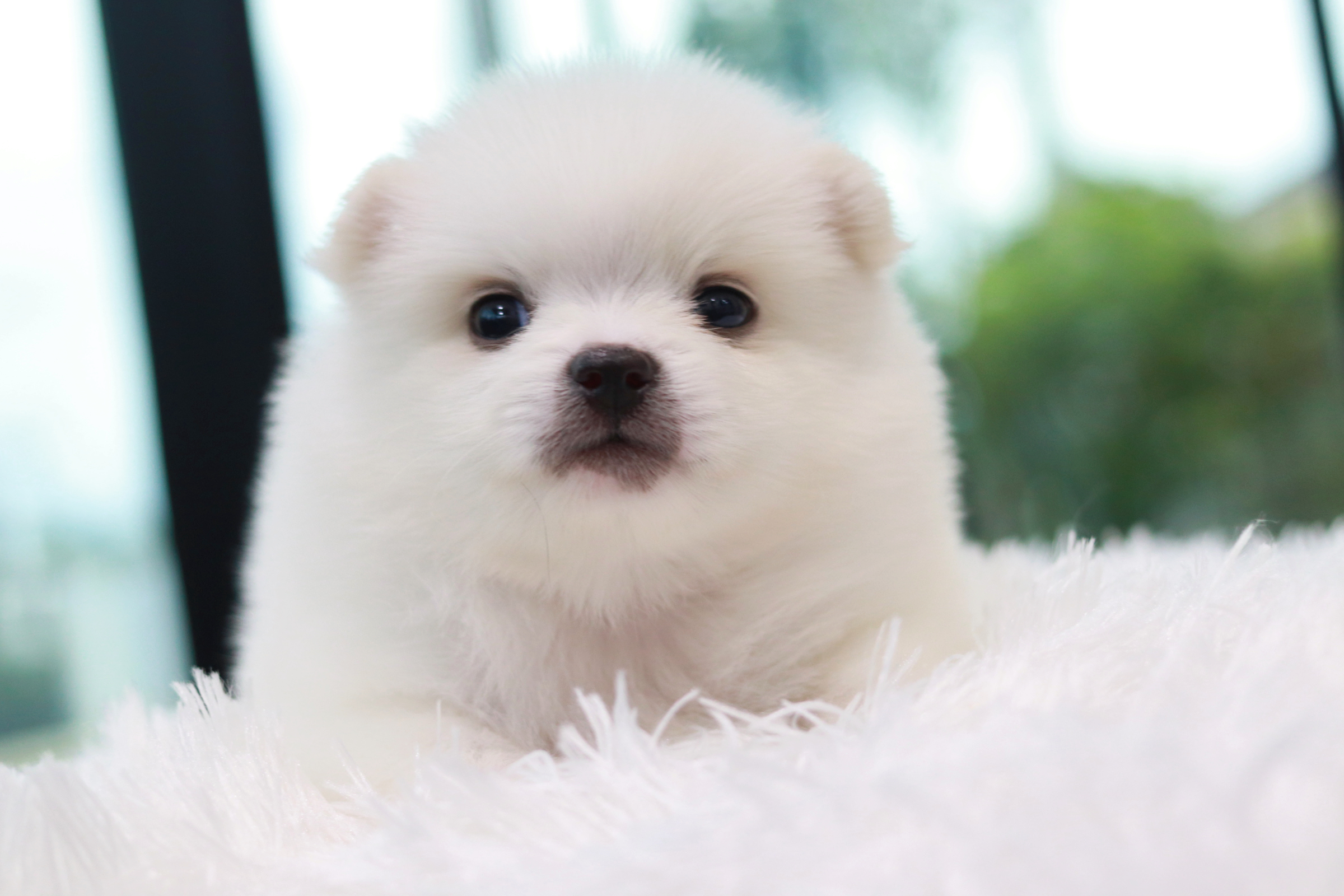 ปอมเมอเรเนียน เพศผู้ สีขาวหน้าฟ็อก