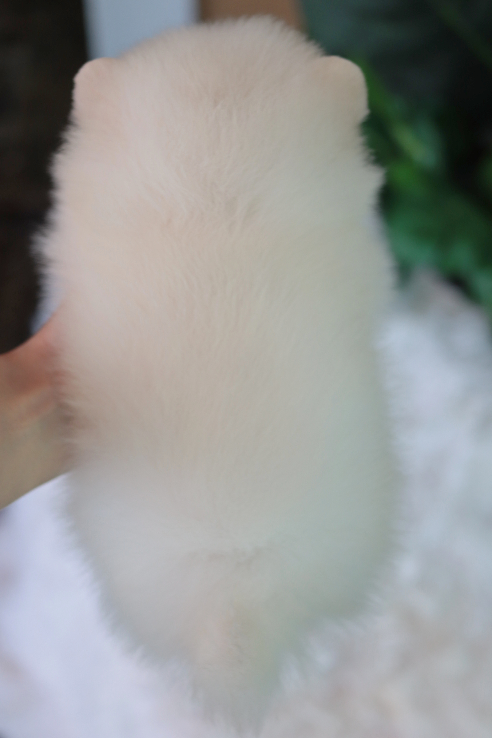 ปอมเมอเรเนียน เพศผู้สีขาวขนแน่นๆ