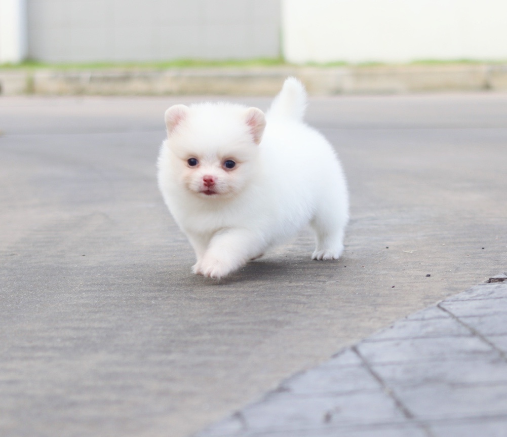 ปอมเมอเรเนียน เพศเมียสีขาวครีม