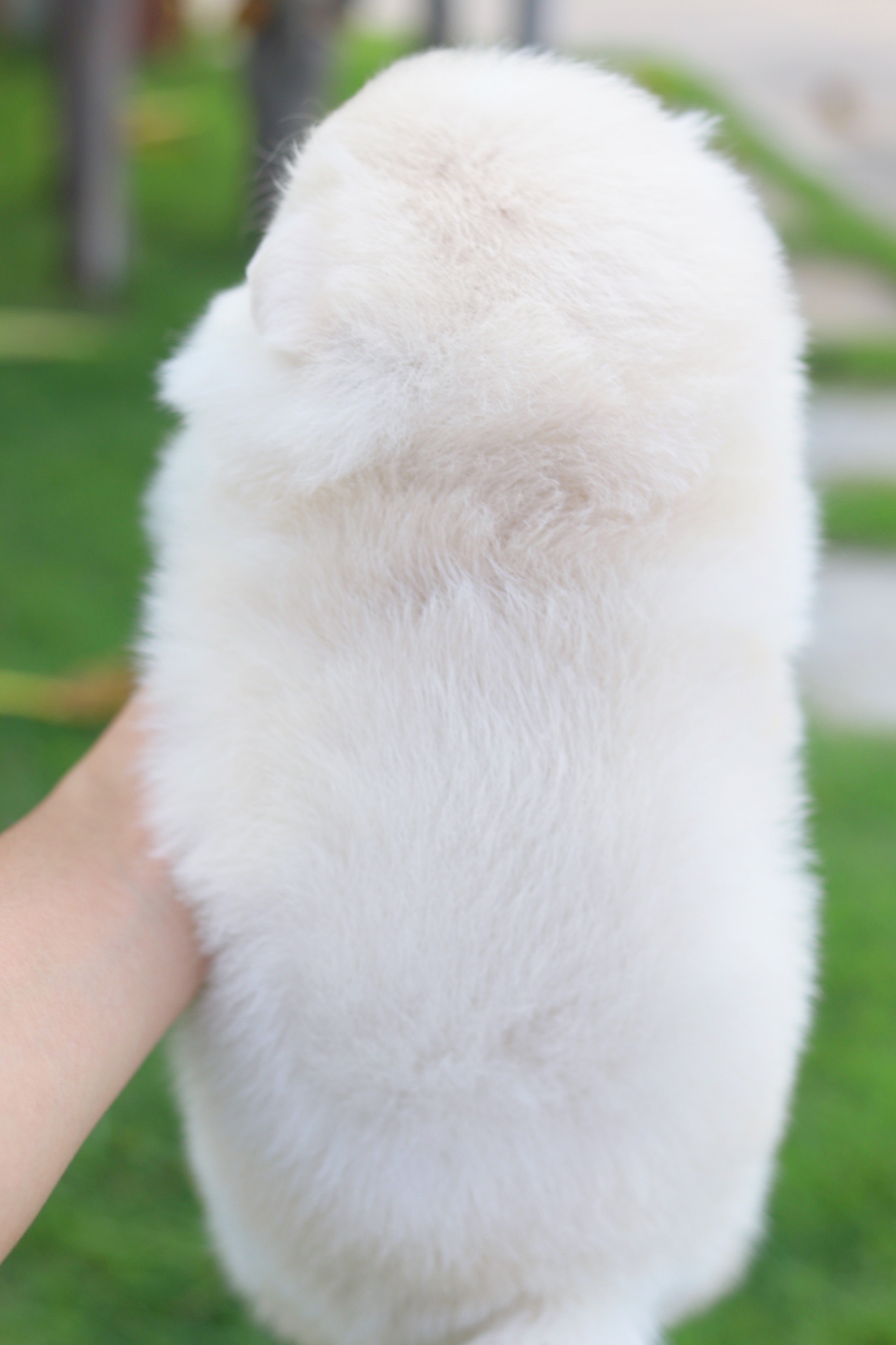 ปอมเมอเรเนียน เพศเมียสีขาวครีม