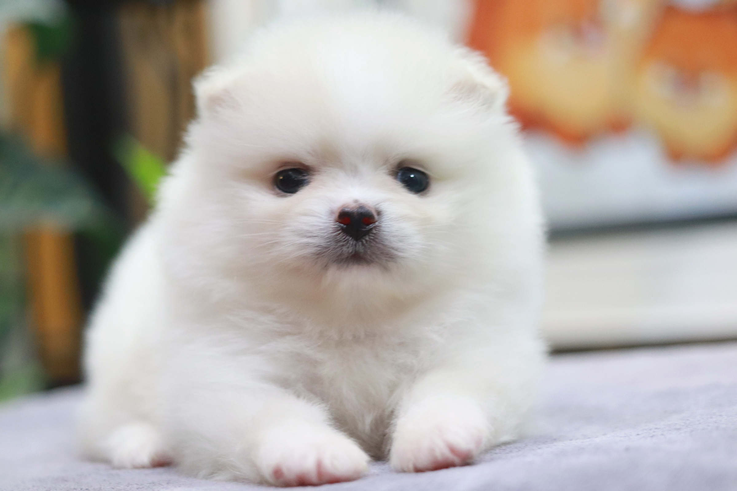 ปอมเมอเรเนียน เพศเมีย