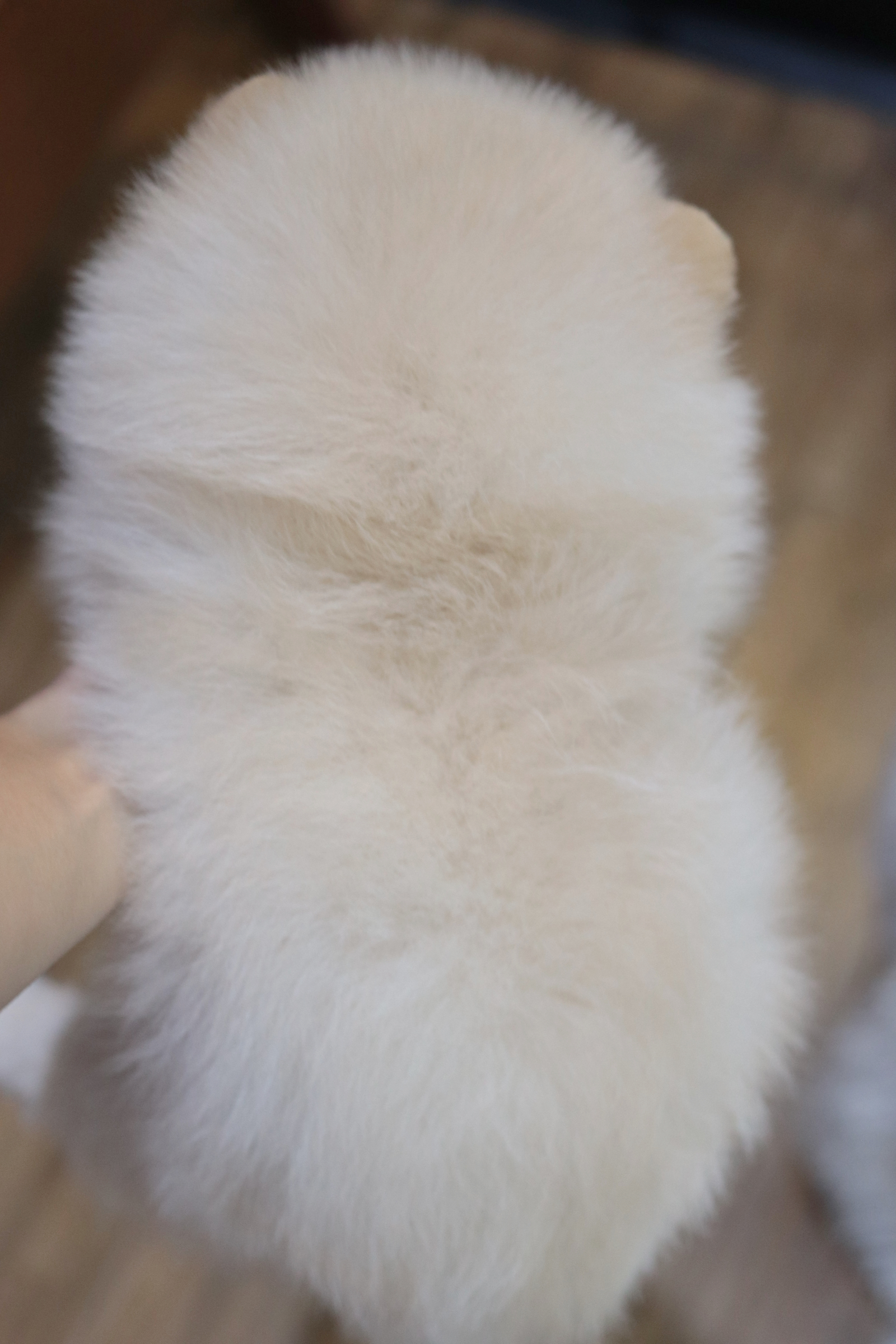 ปอมเมอเรเนียน เพศผู้ ขาวครีม